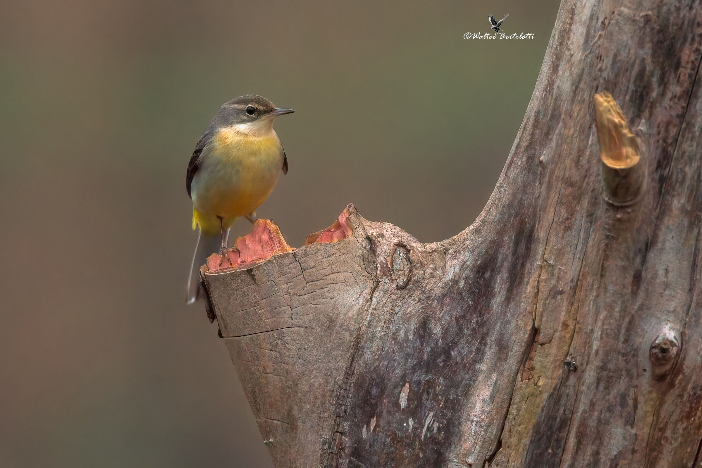 a moment's rest for the yellow