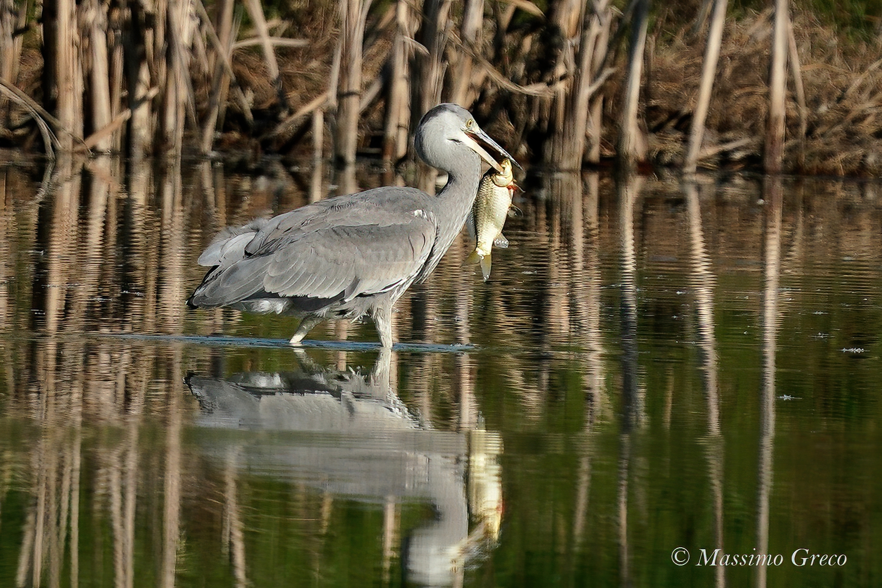Airone cenerino a colazione