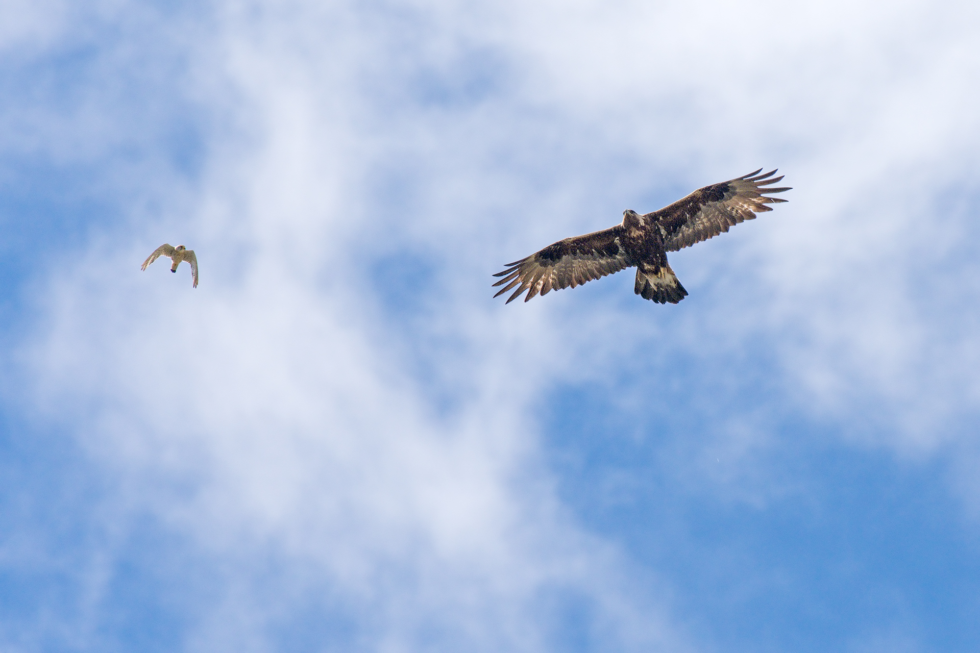 Aquila reale e Gheppio