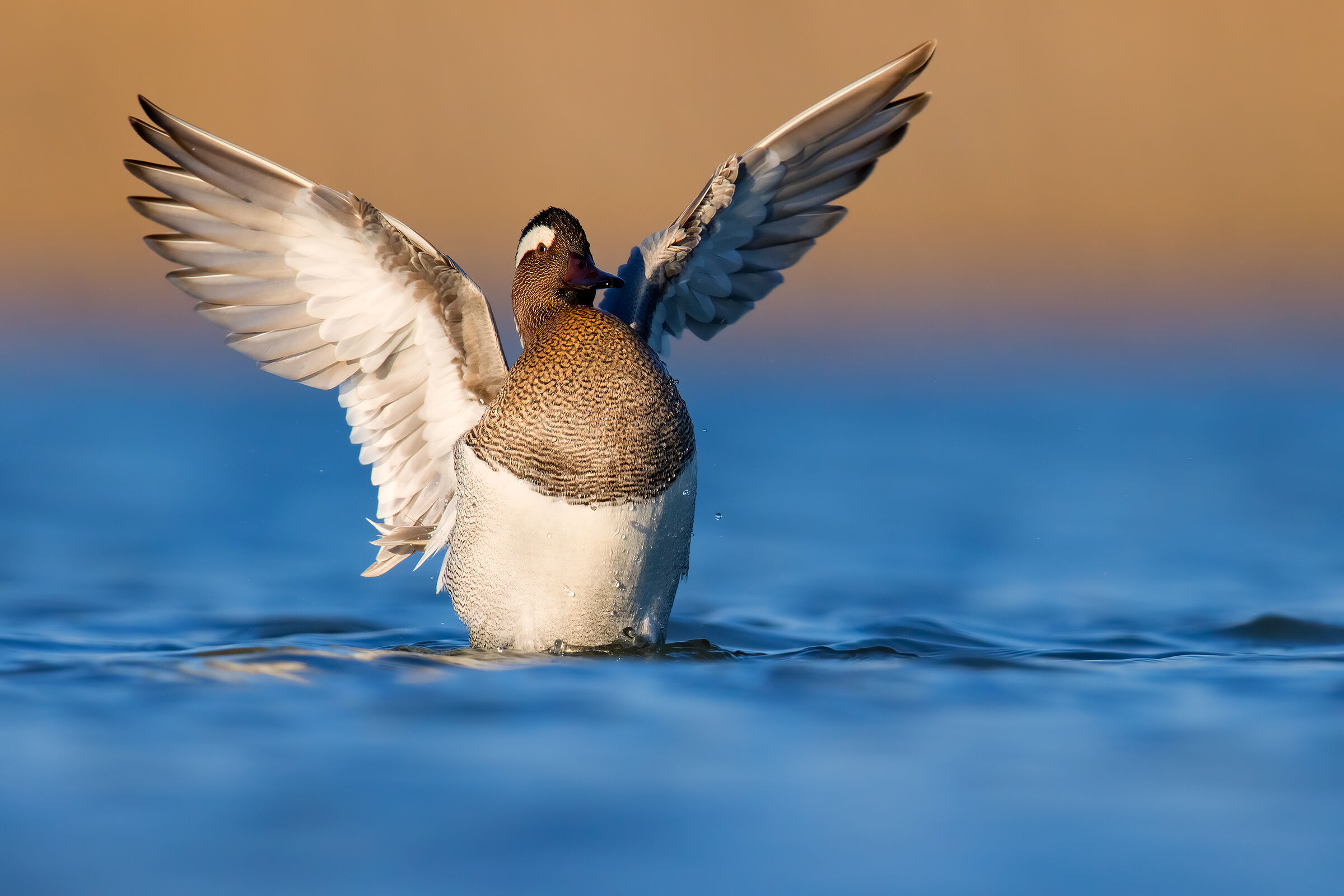 Marzaiola Municipality