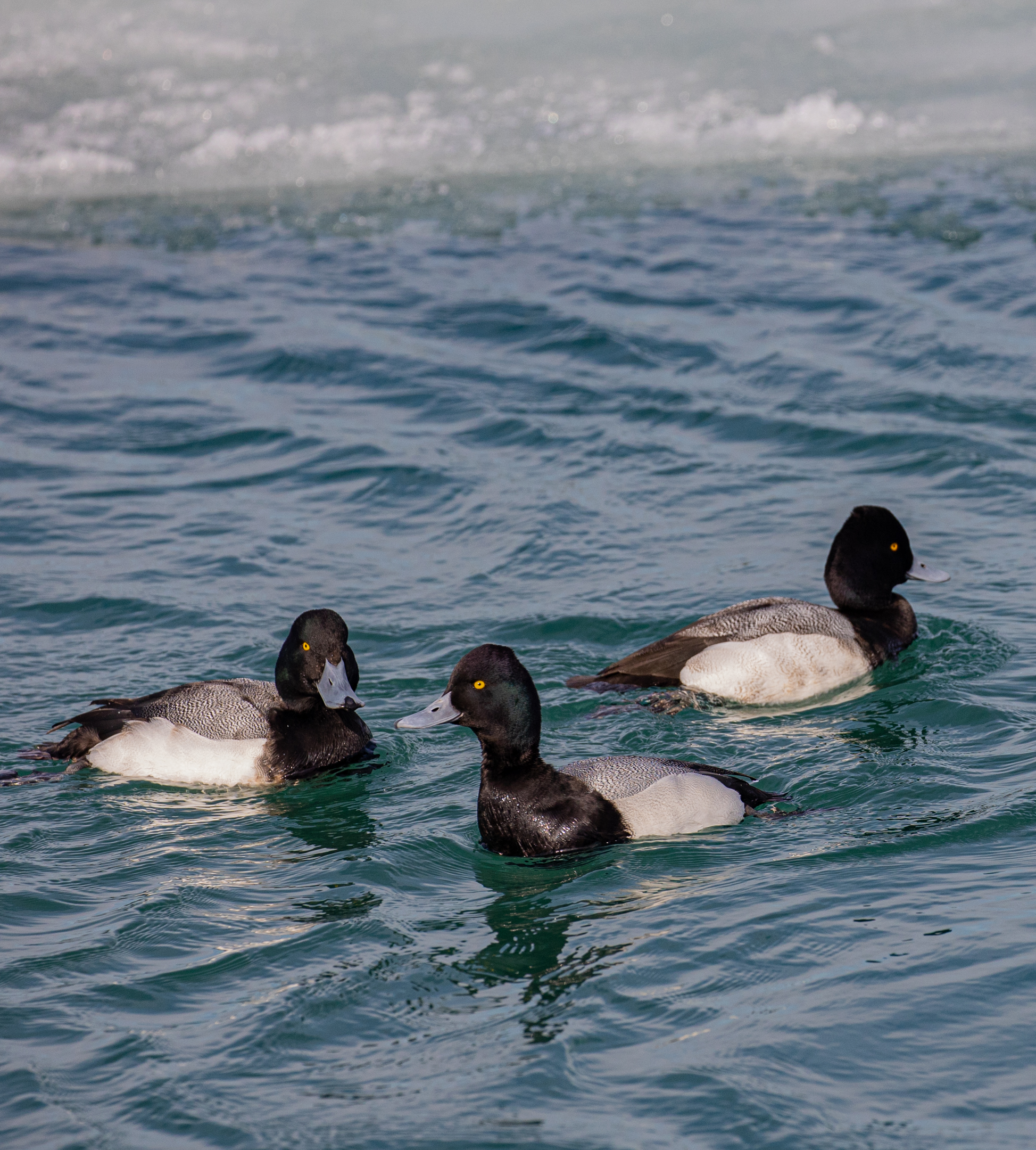 A Gathering of "Lesser Scaup".