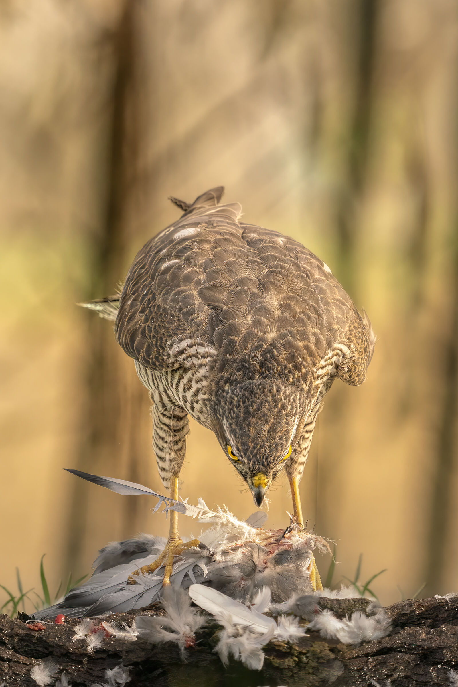 sparviero con preda  capanno fotografico di Massumatico