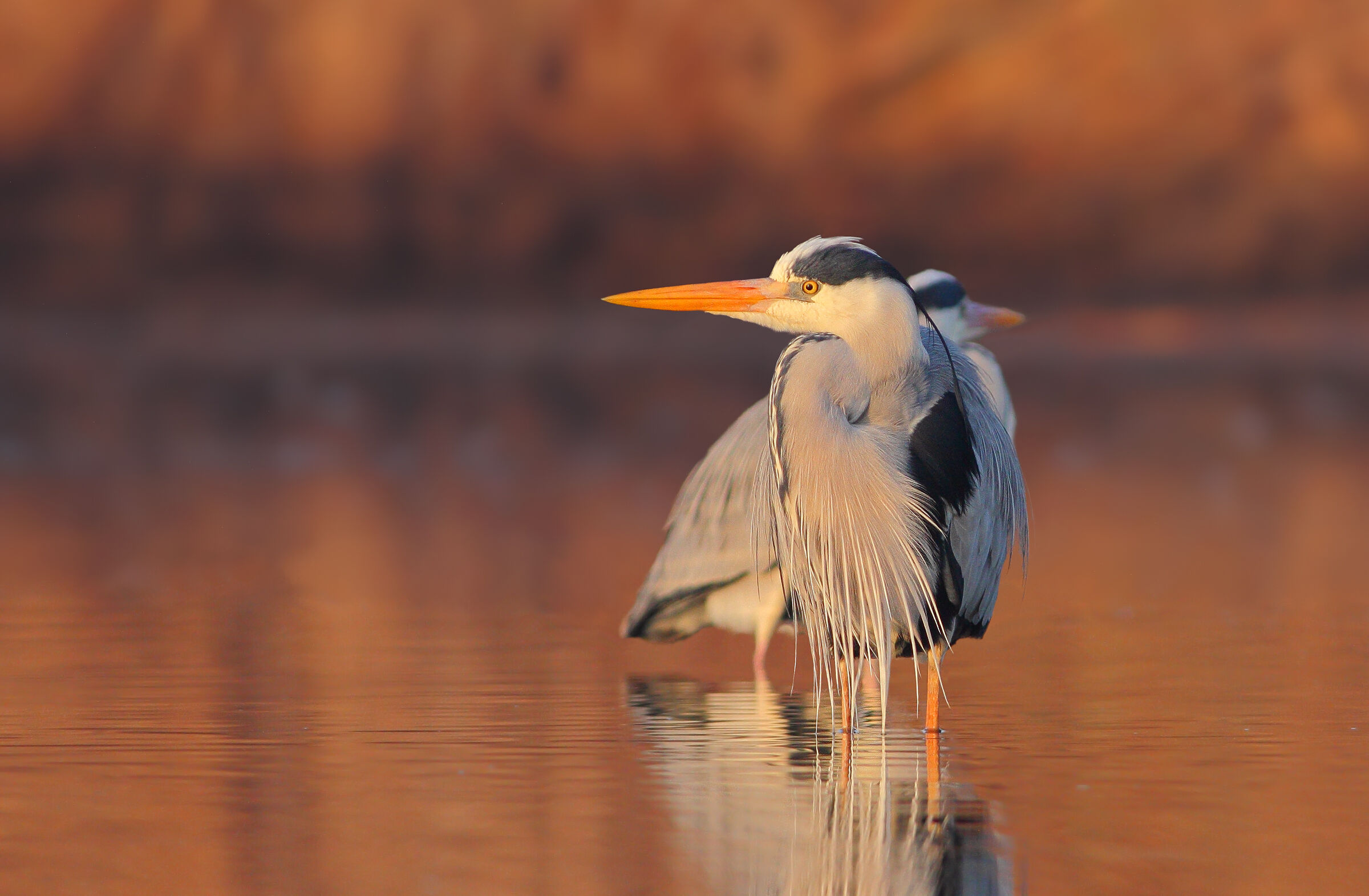 Gray heron