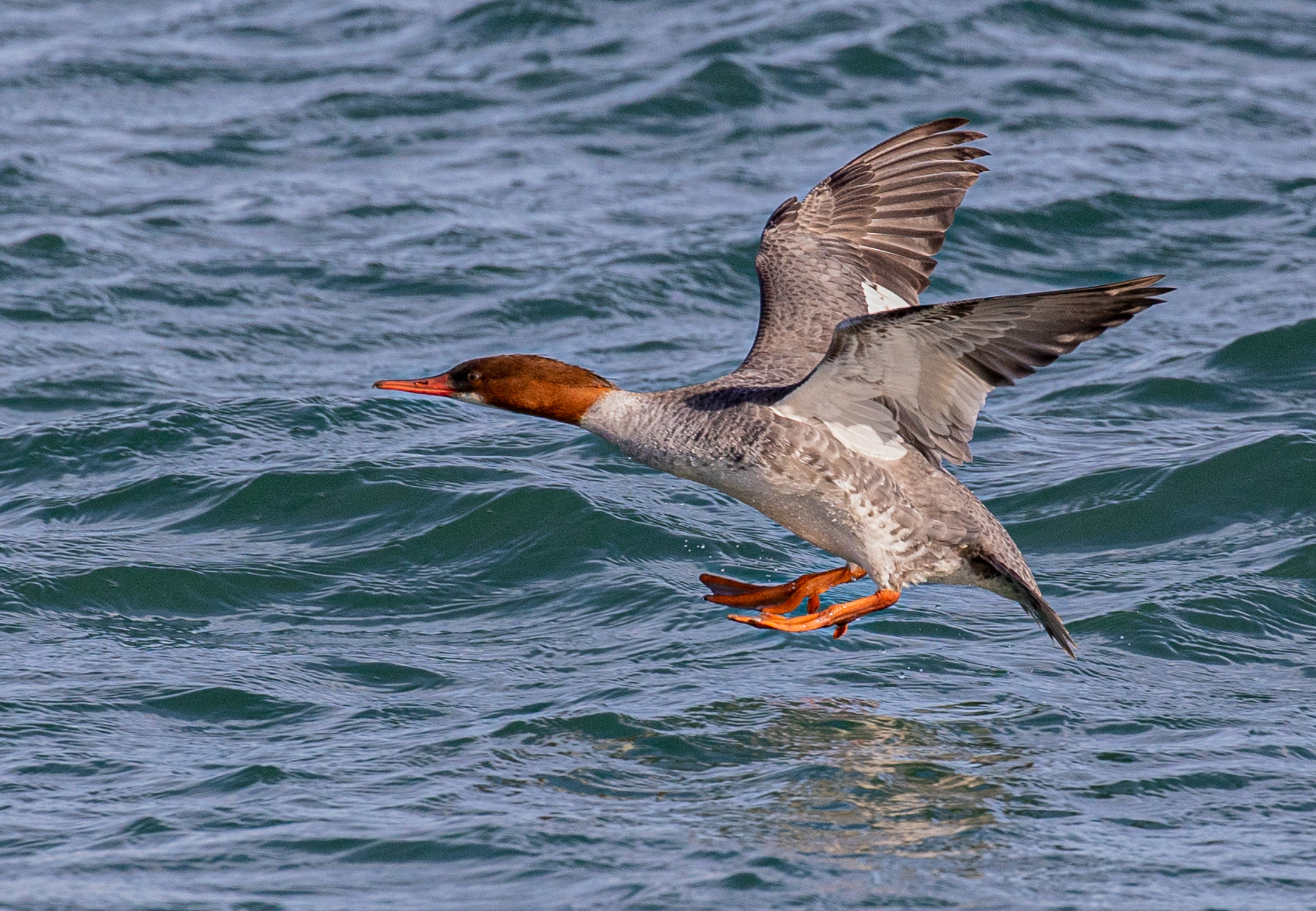 Female Merganser