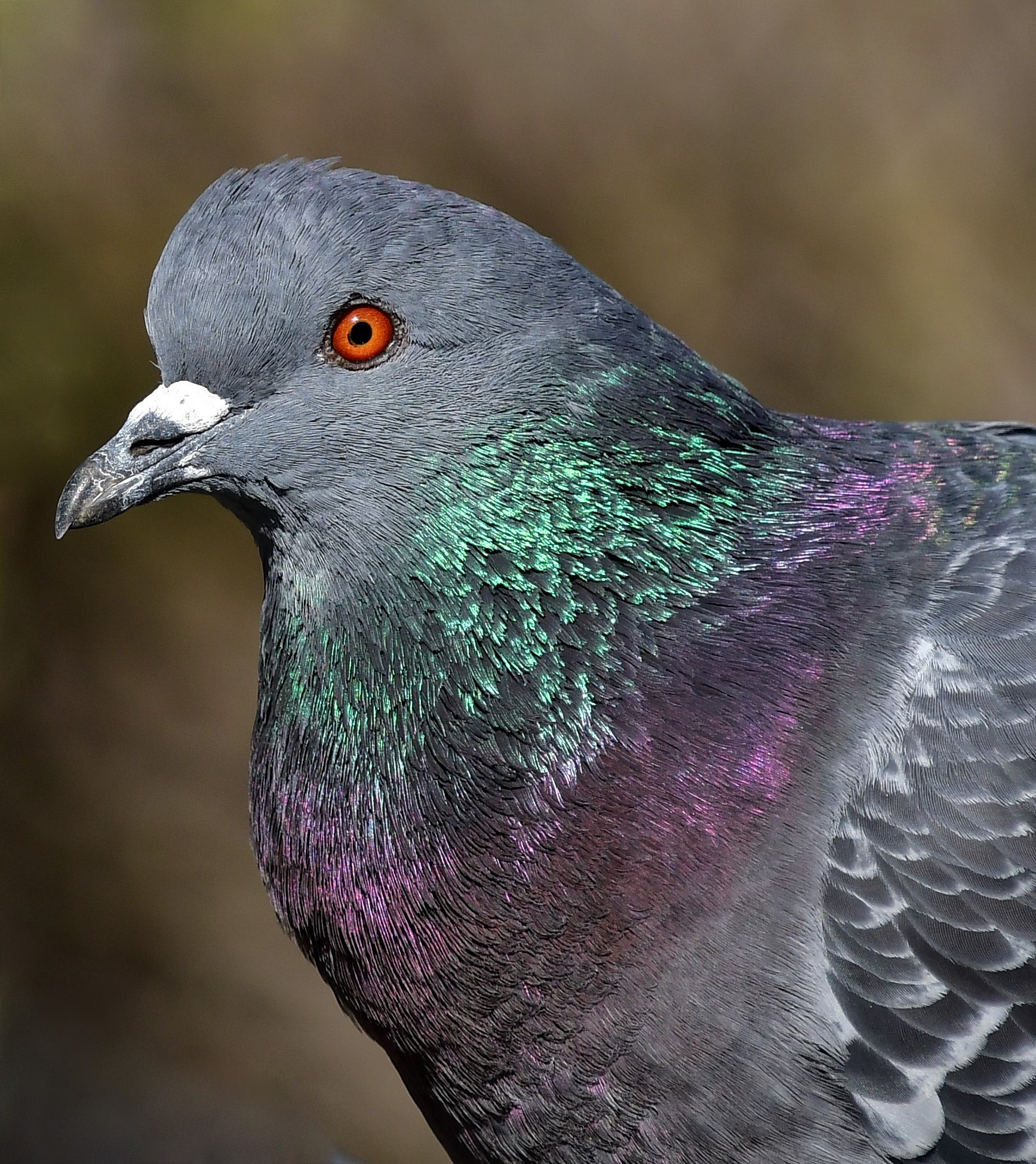 Pigeon