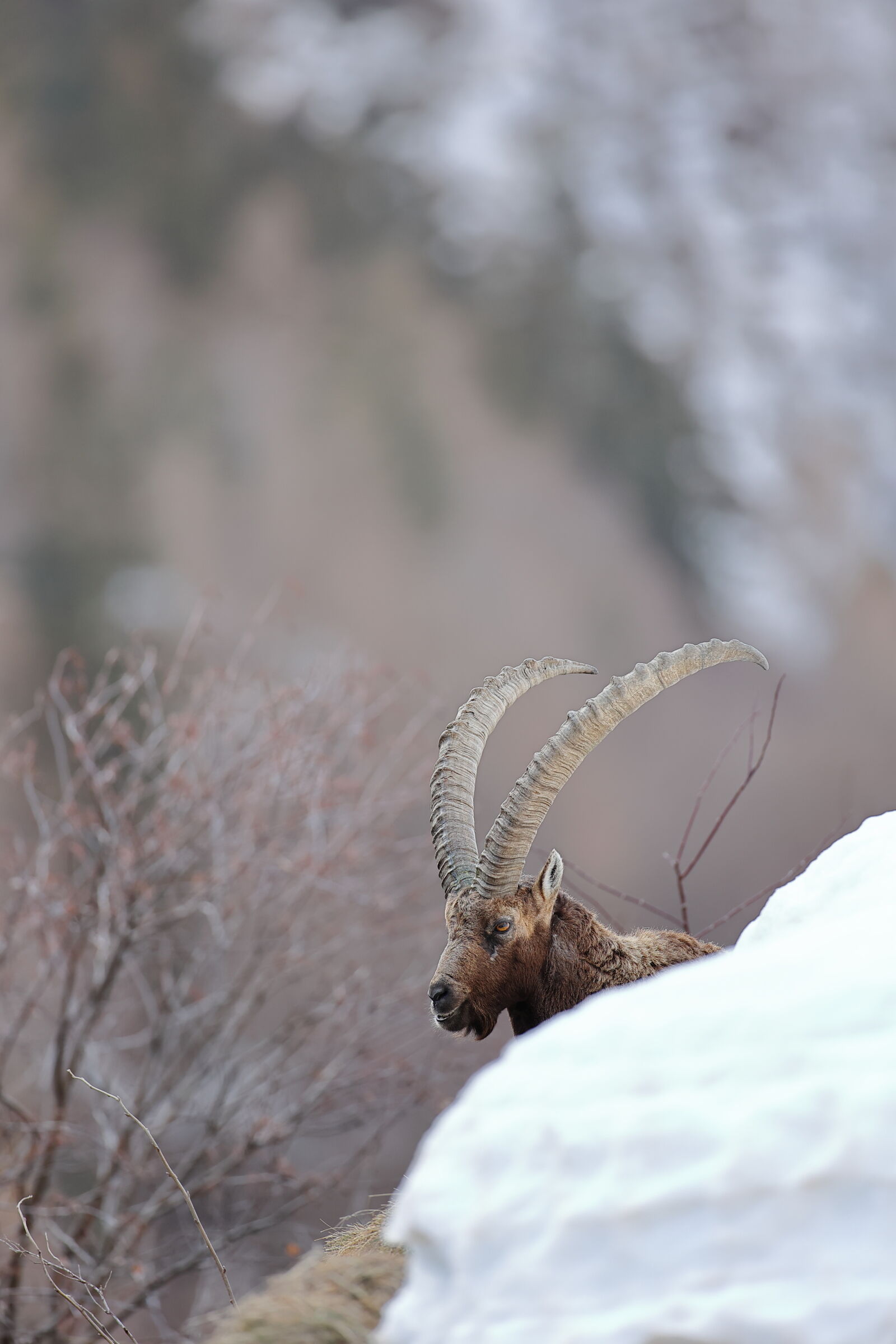 Ibex