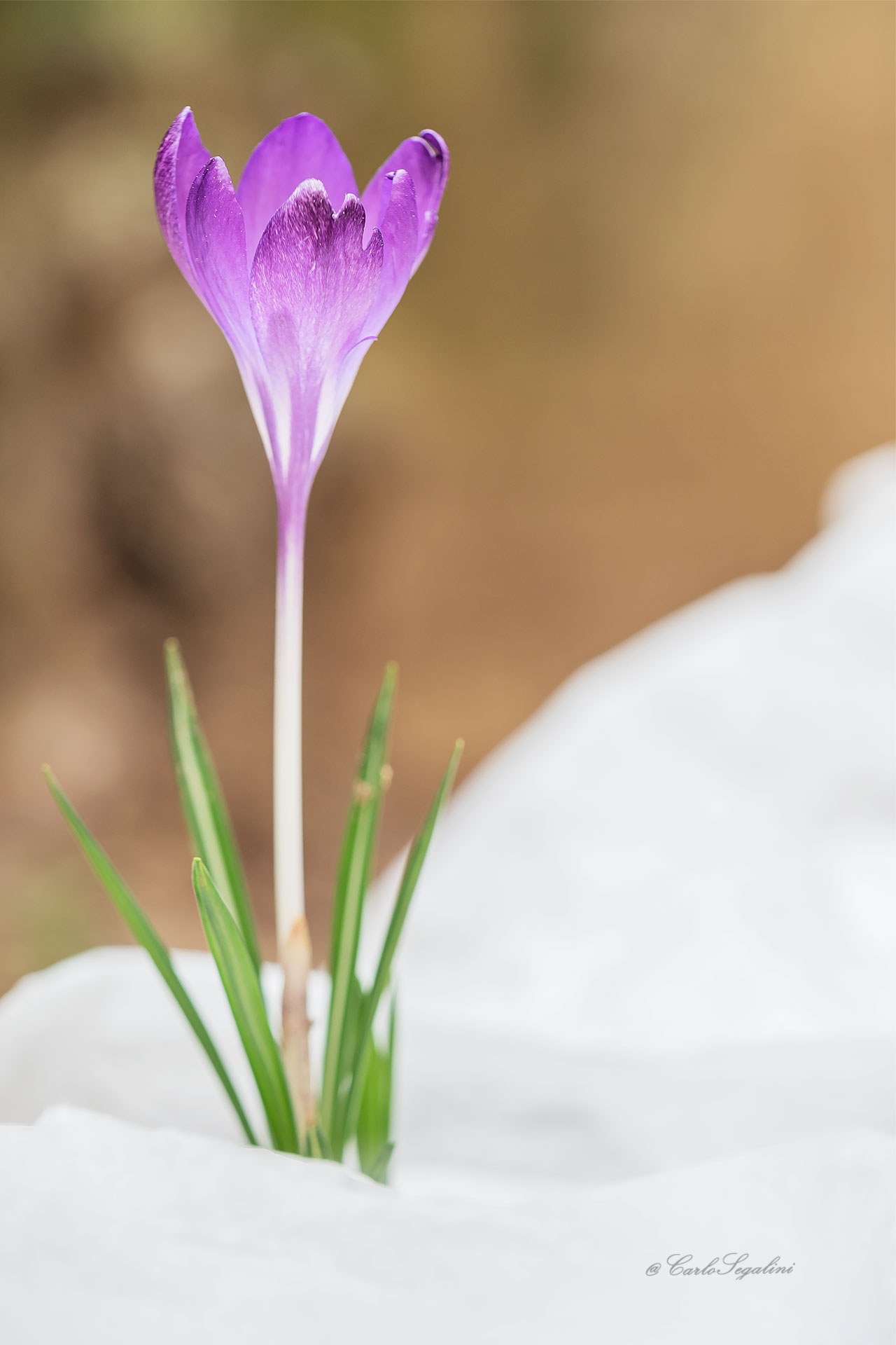 primizie di stagione