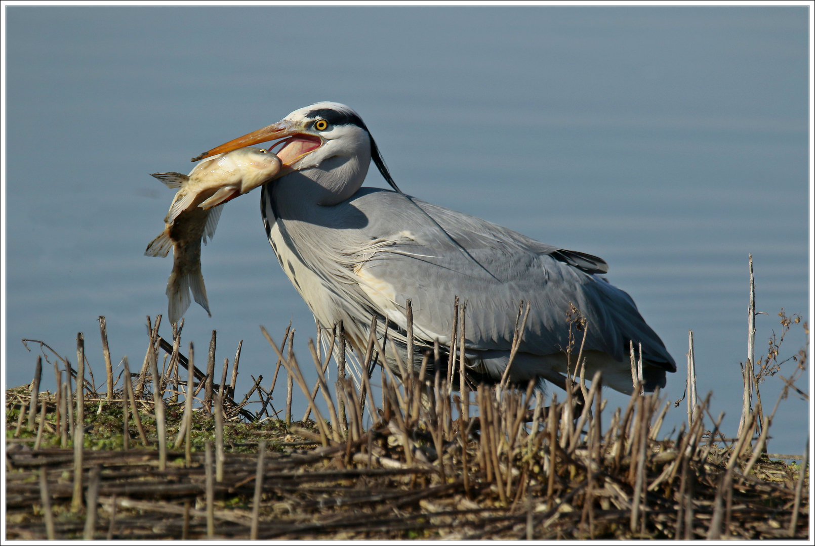 Cenerino with fish