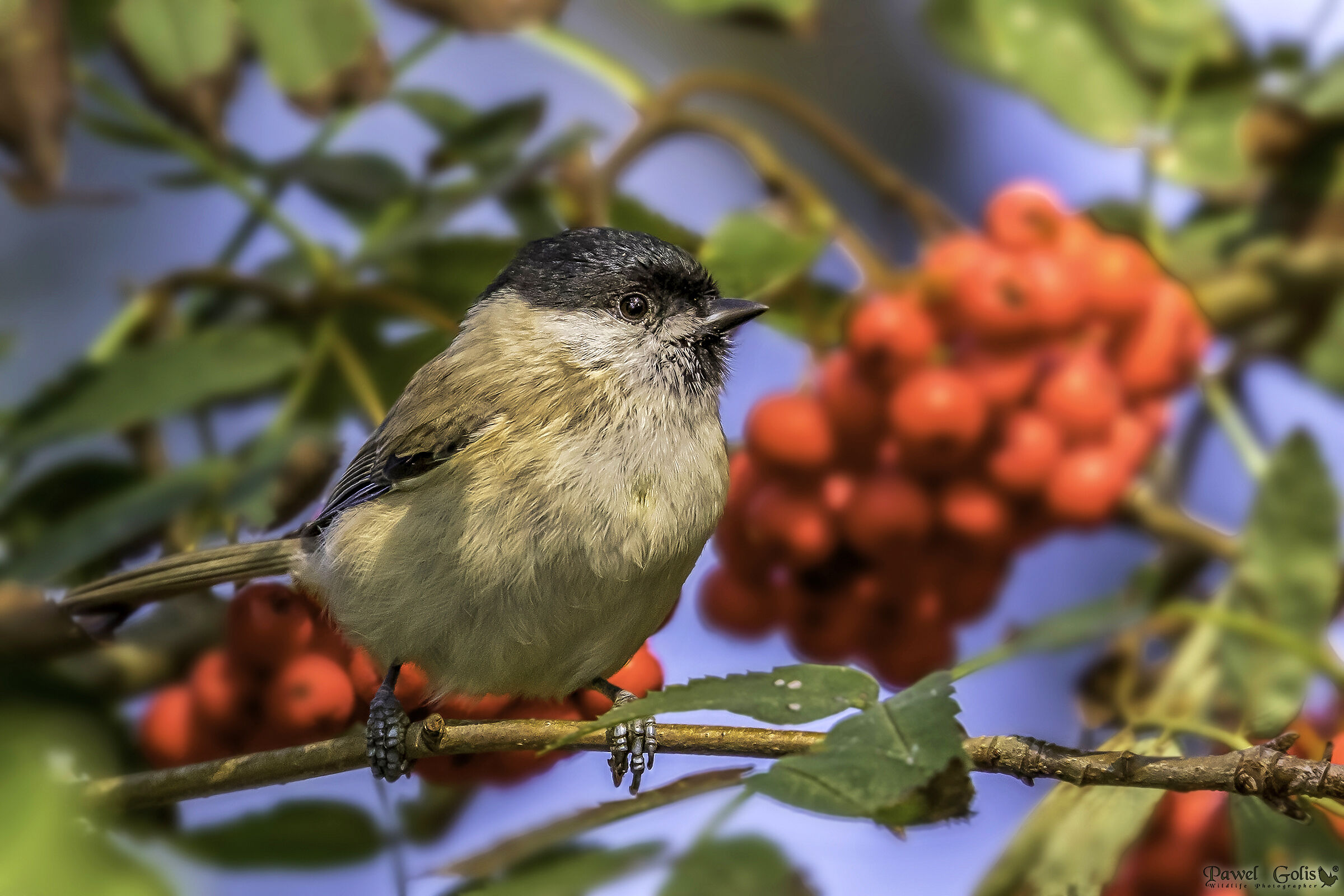 Tit di salice (Parus montanus)