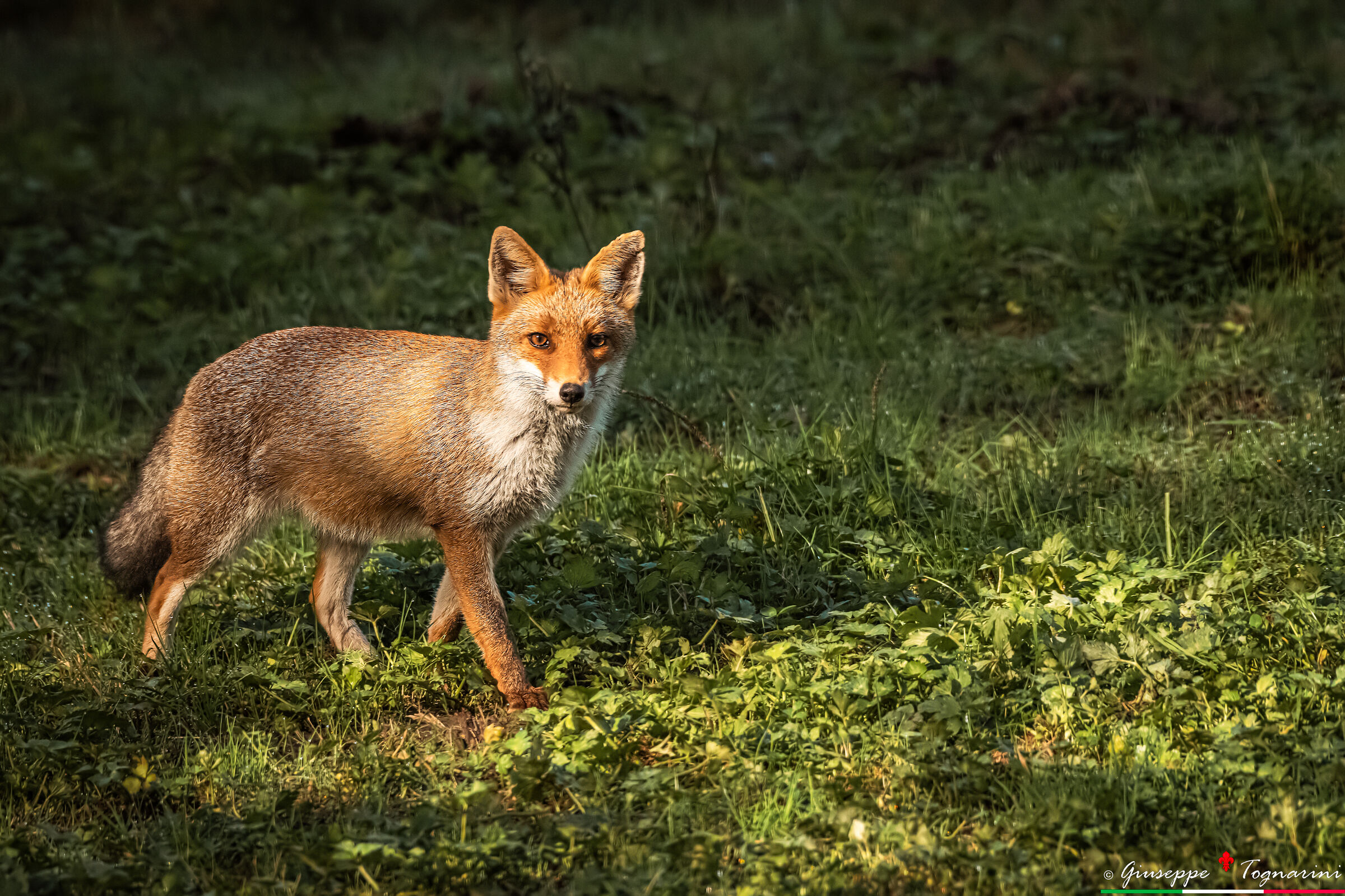 al calar del sole...