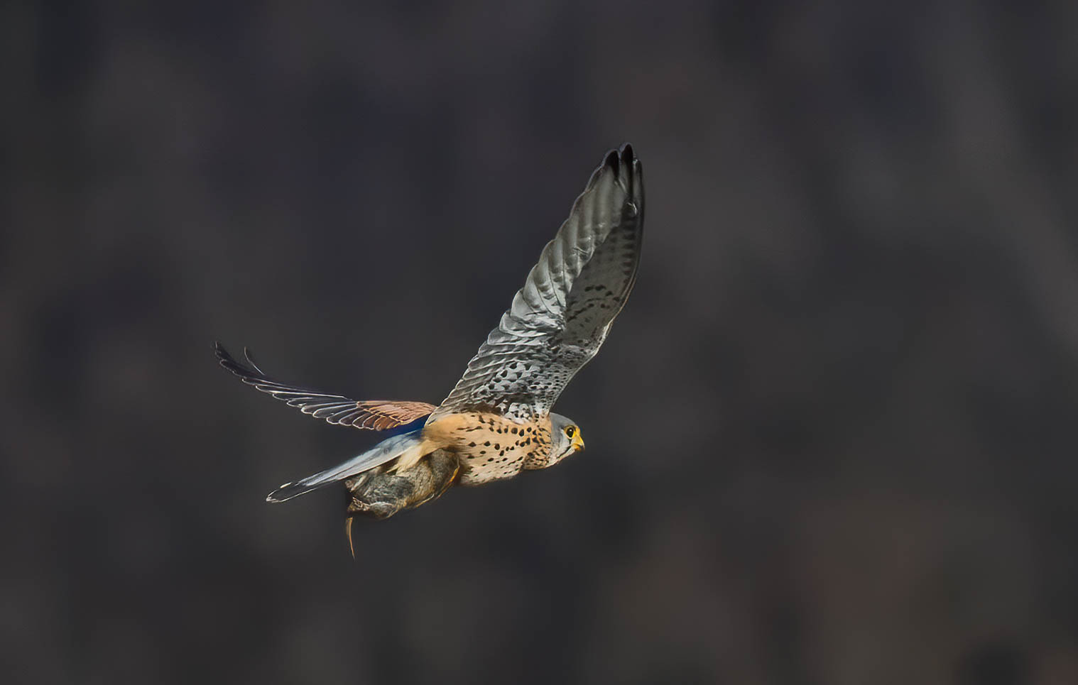 Kestrel