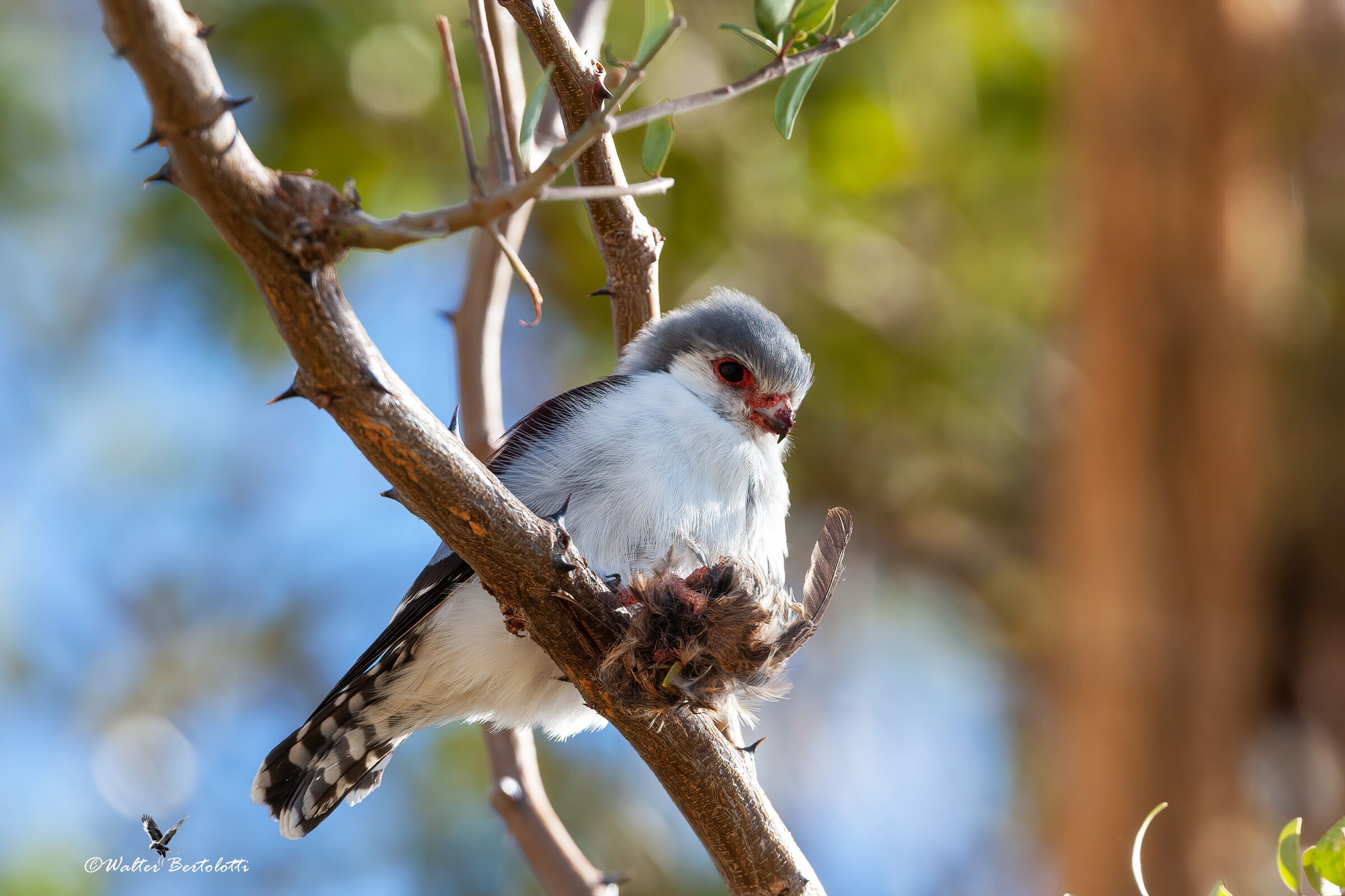 il più piccolo della specie