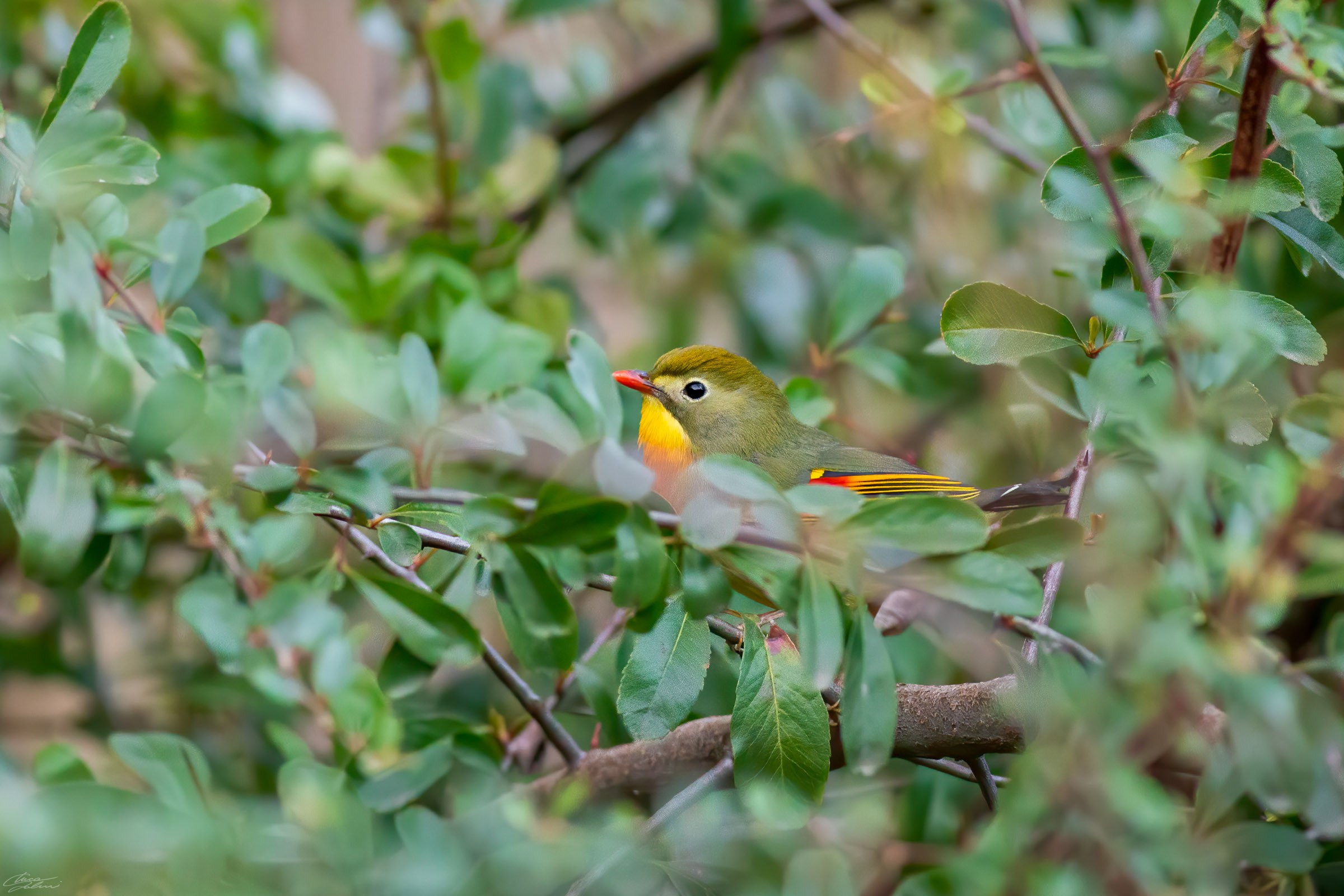 Usignolo del Giappone