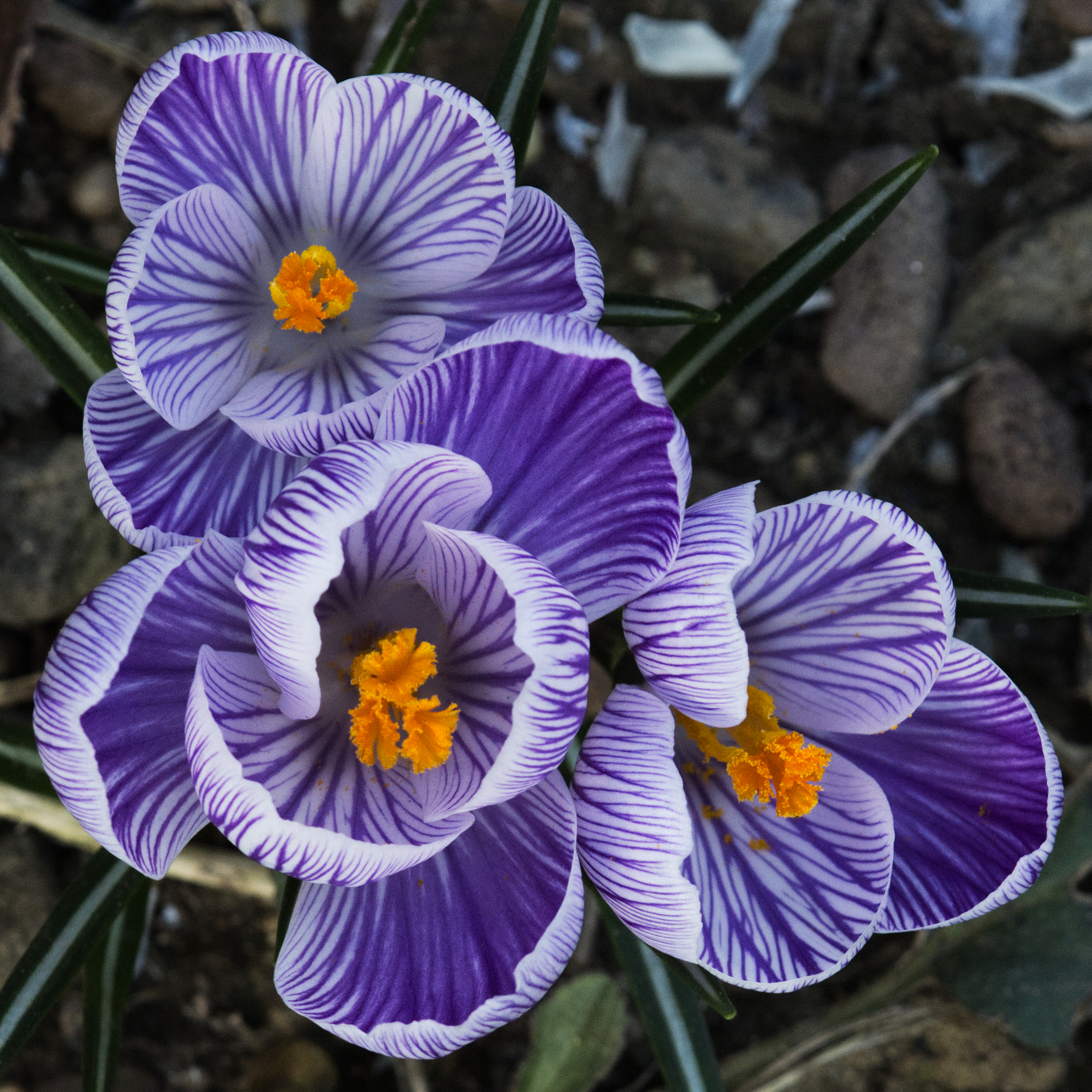 Segnali di primavera 2