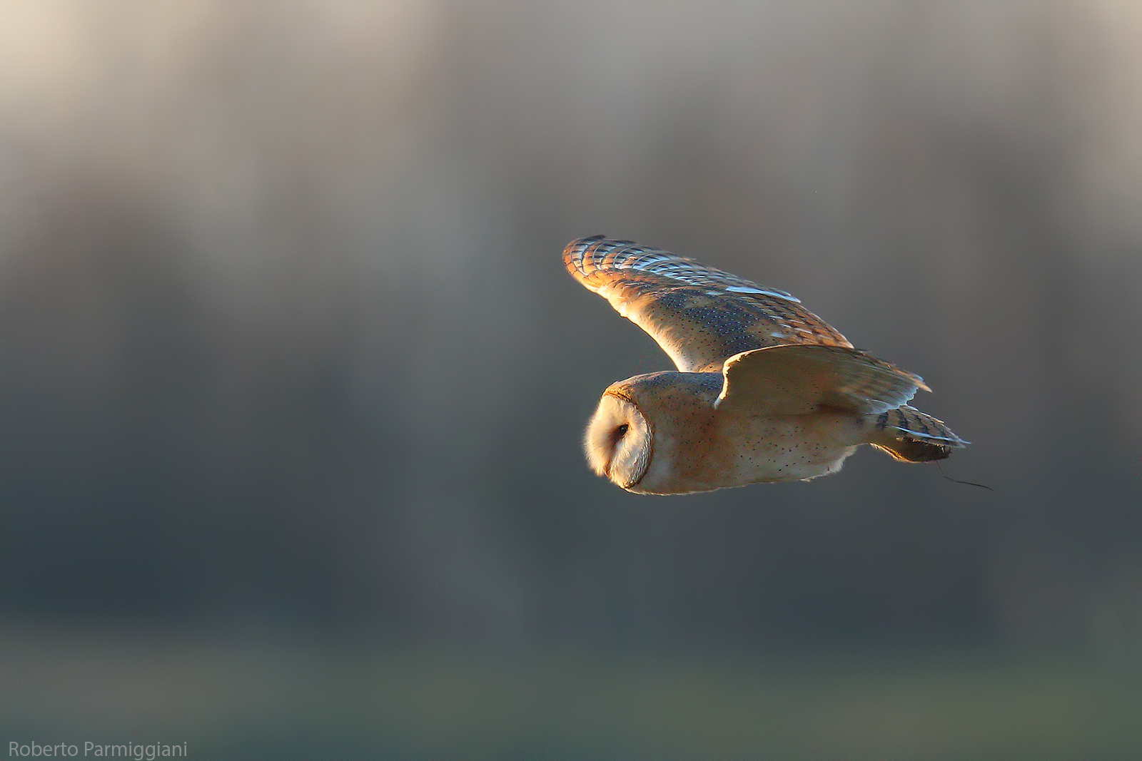 Barbaggianni caccia crepuscolare parte IV