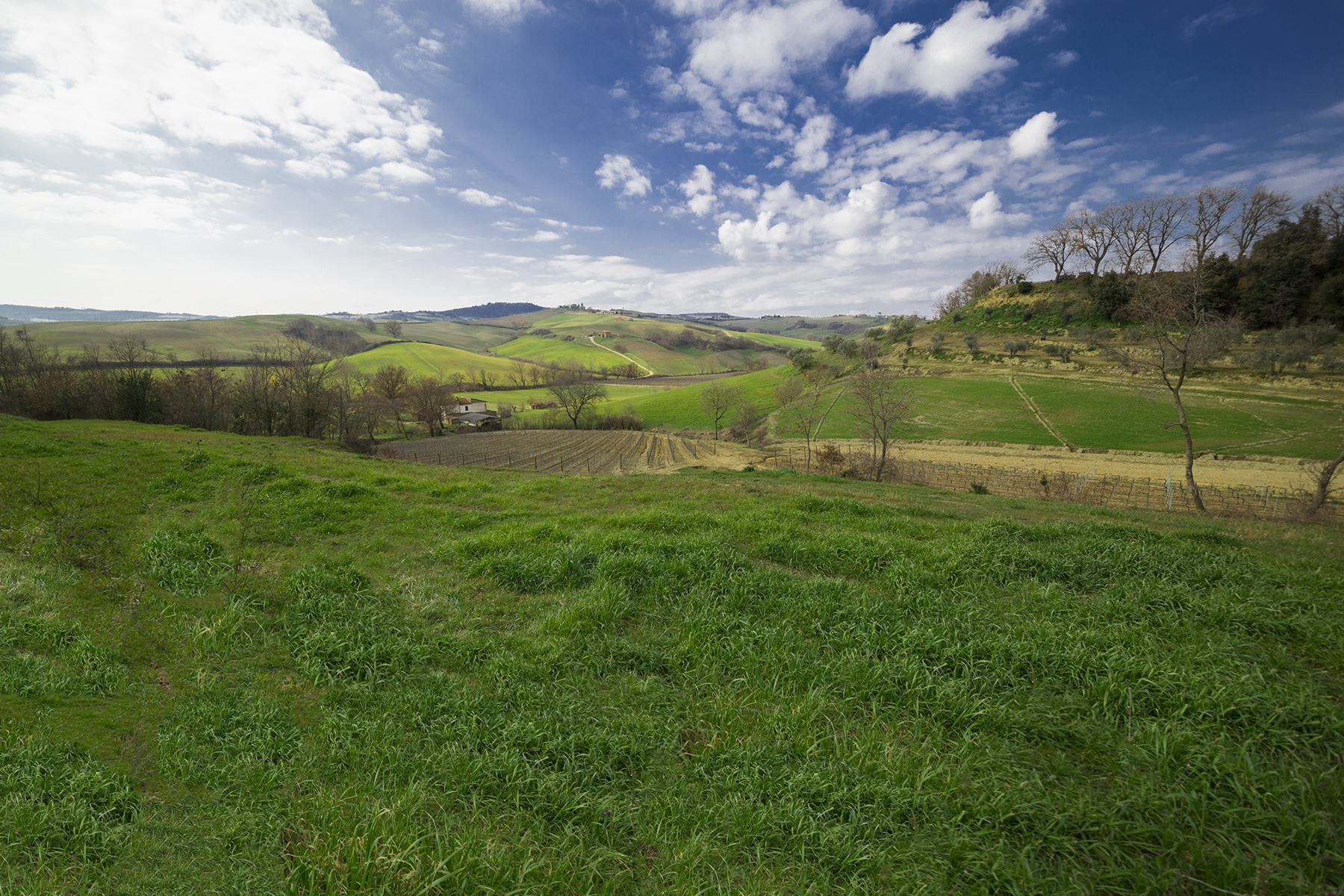 Tuscan Landscape