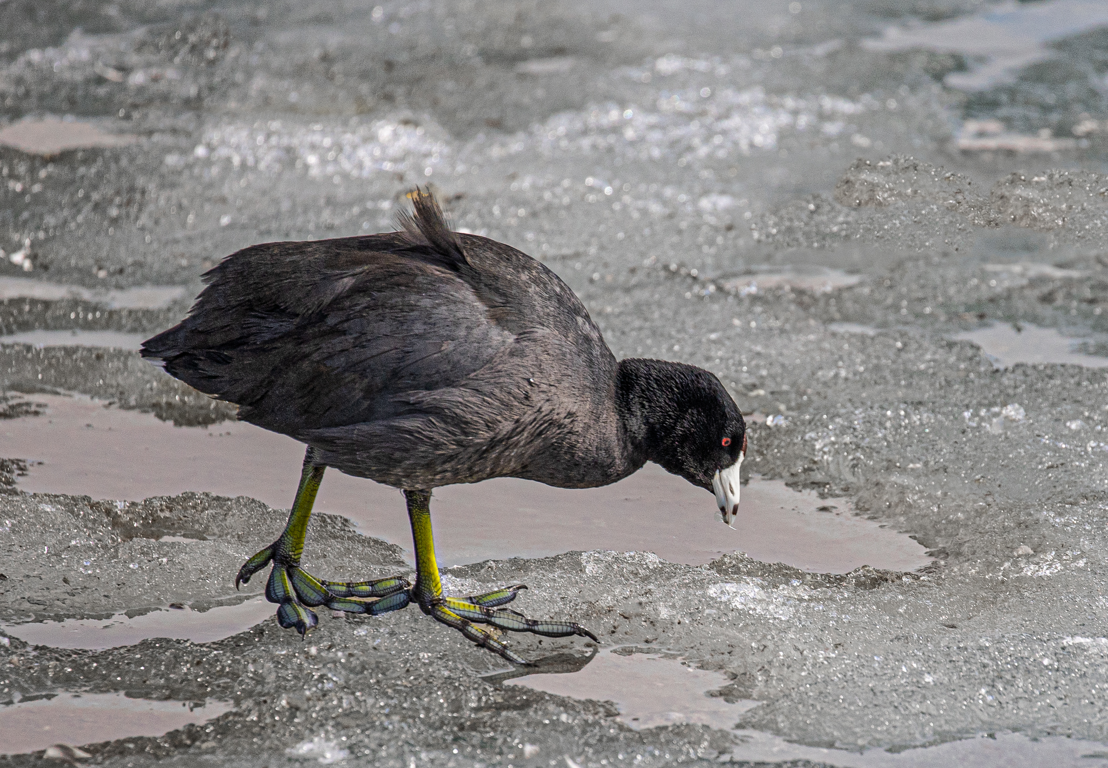 American Coot, walking on Frozen River.