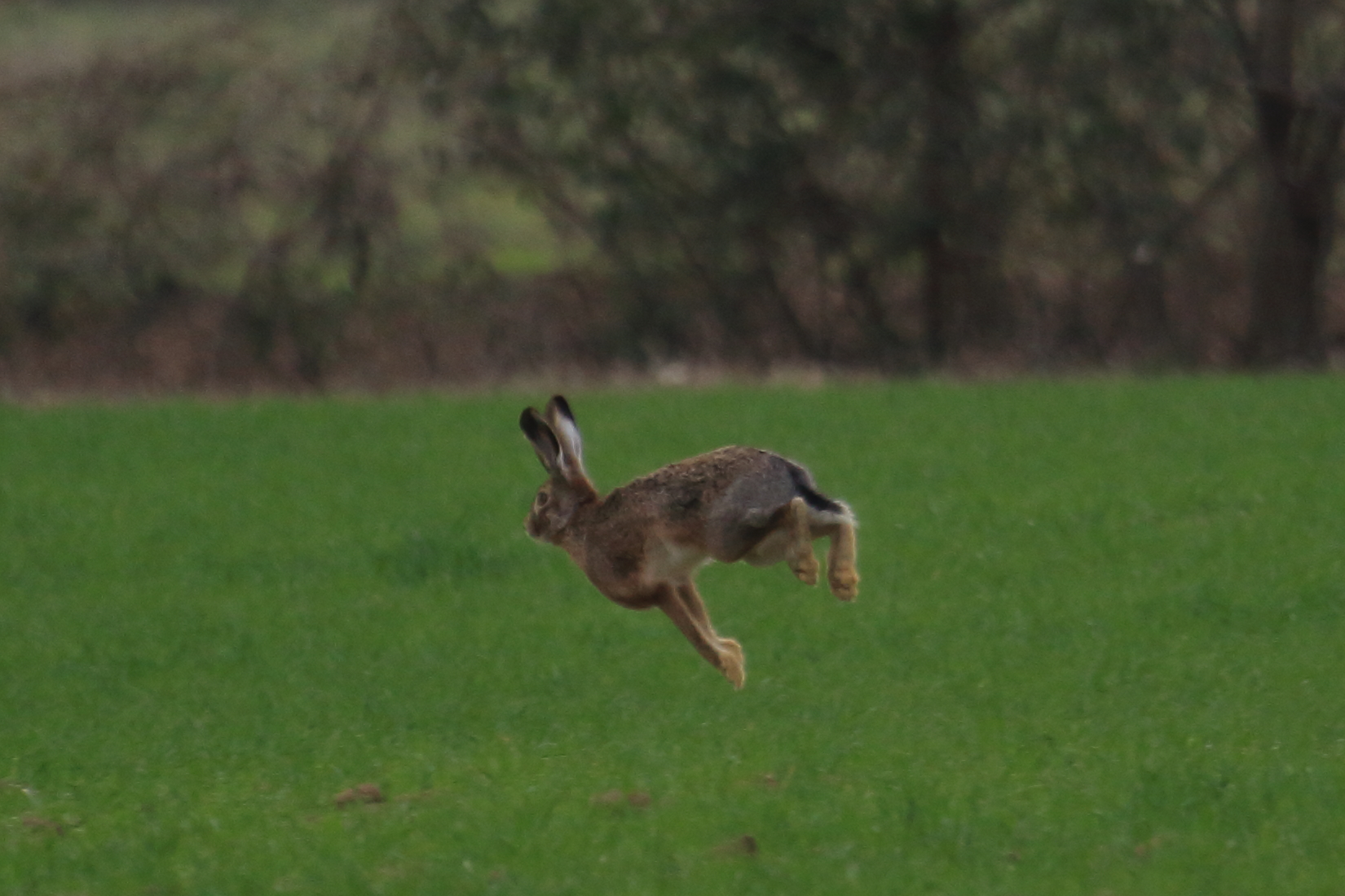 Hop