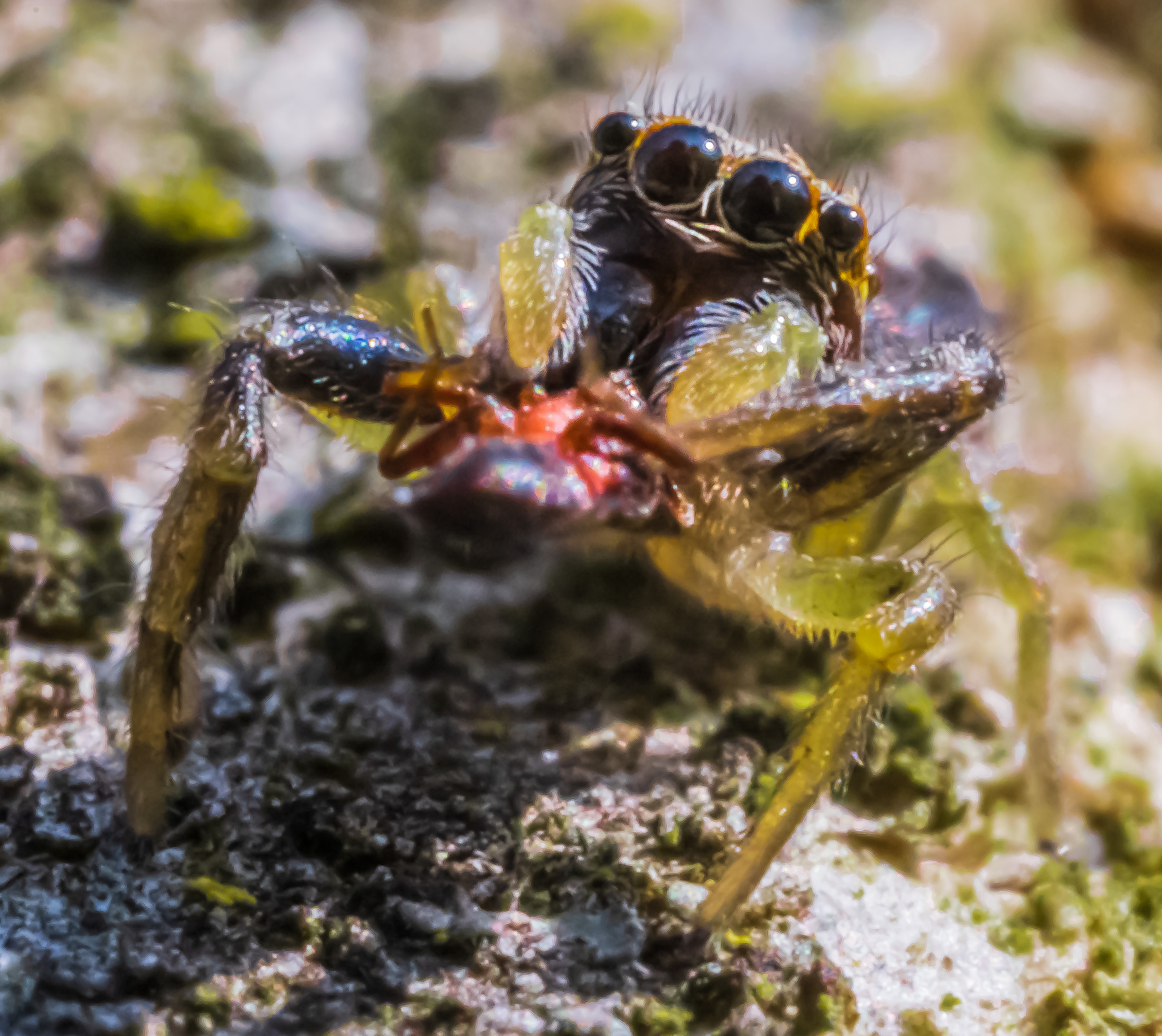 Spider eyes