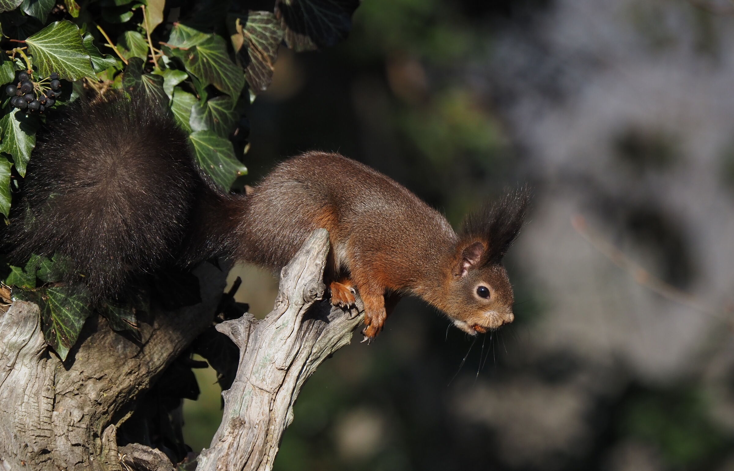 Pronto al salto con la nocciola in bocca
