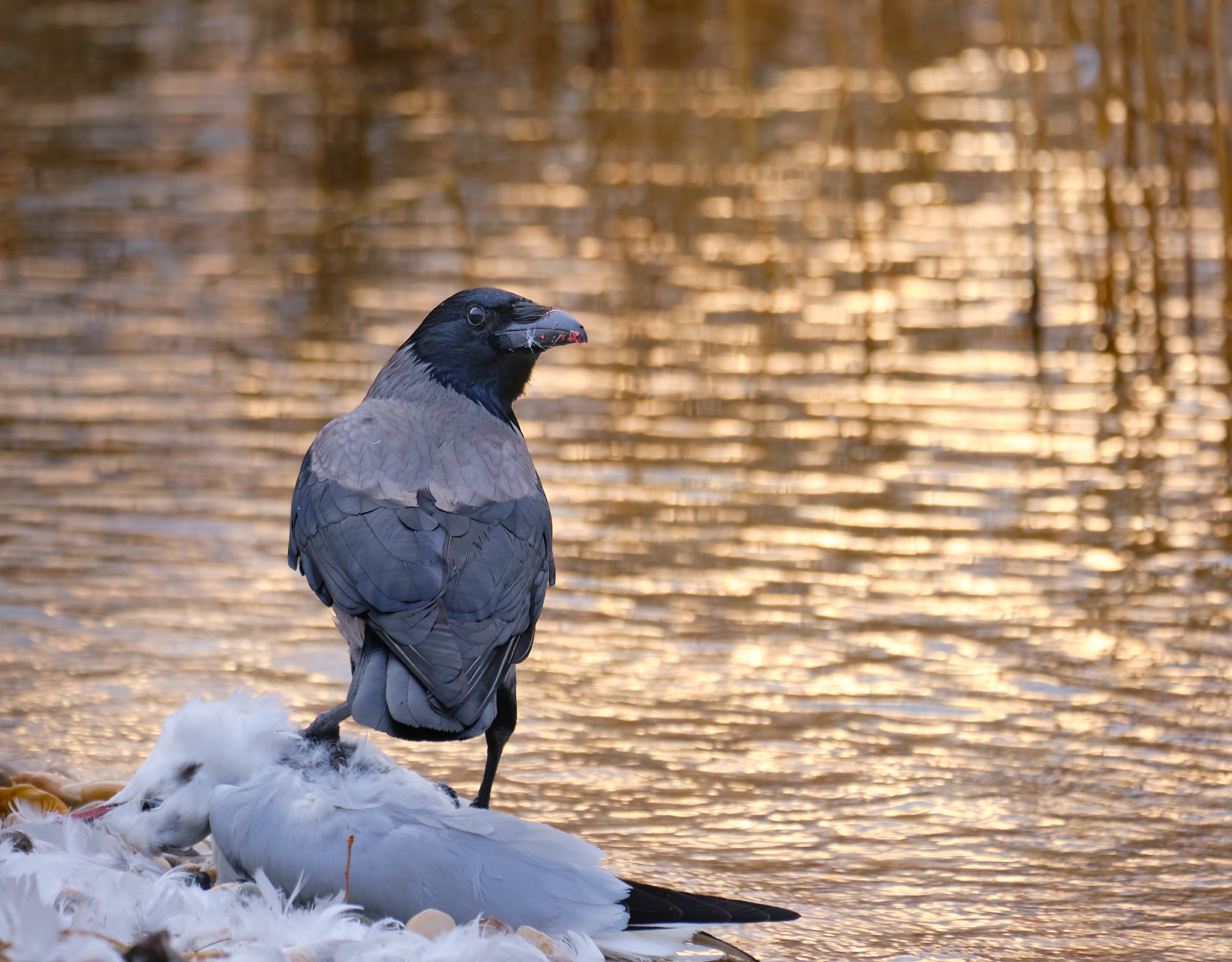 Nature is death metal
