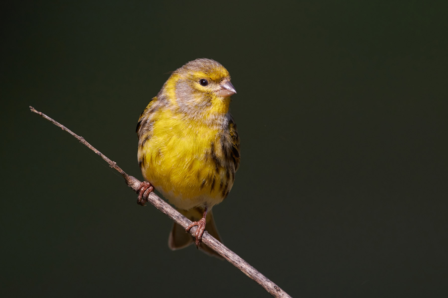 European serin