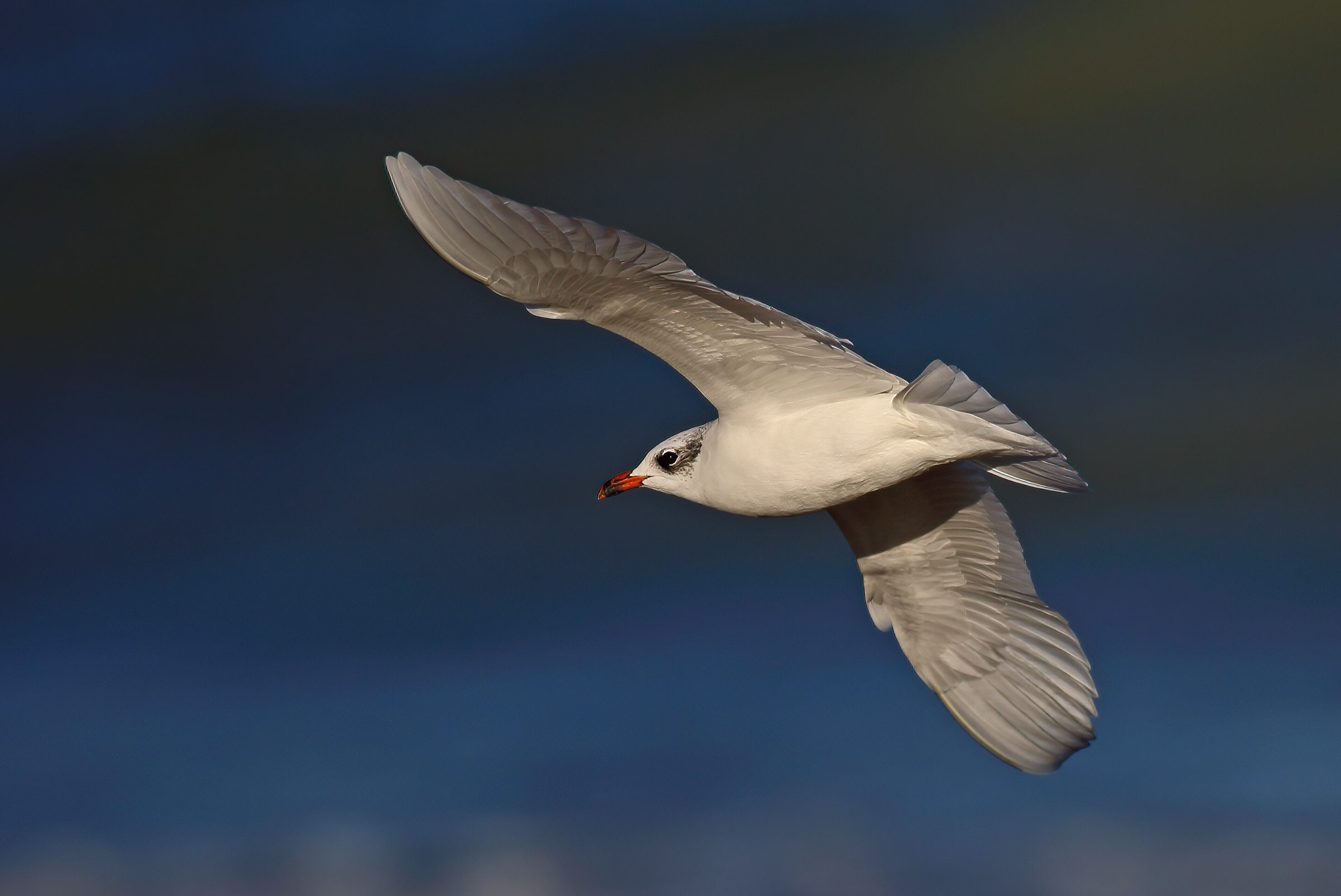 Coral gull winter dress