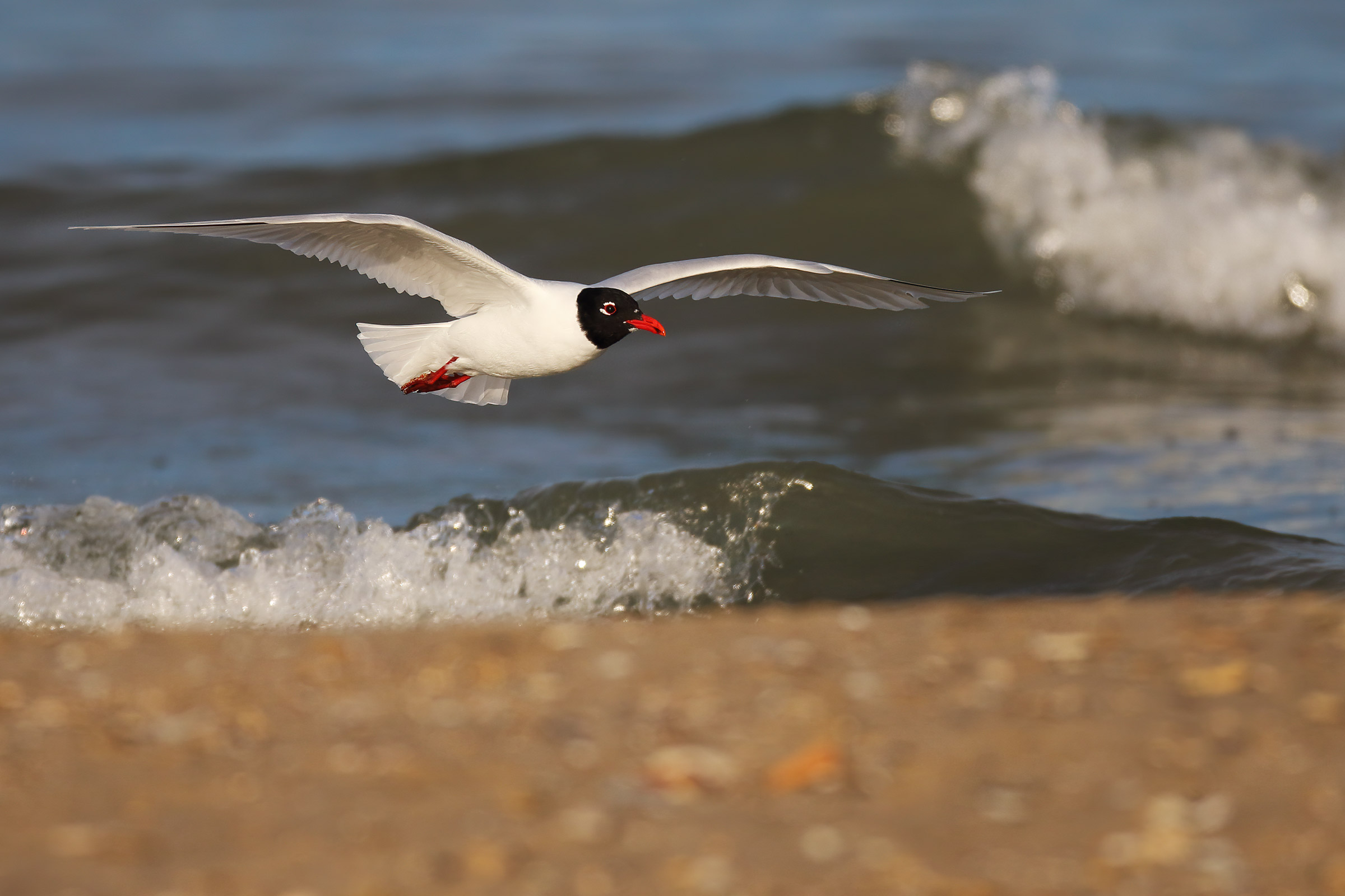 coral gull in nuncio's dress