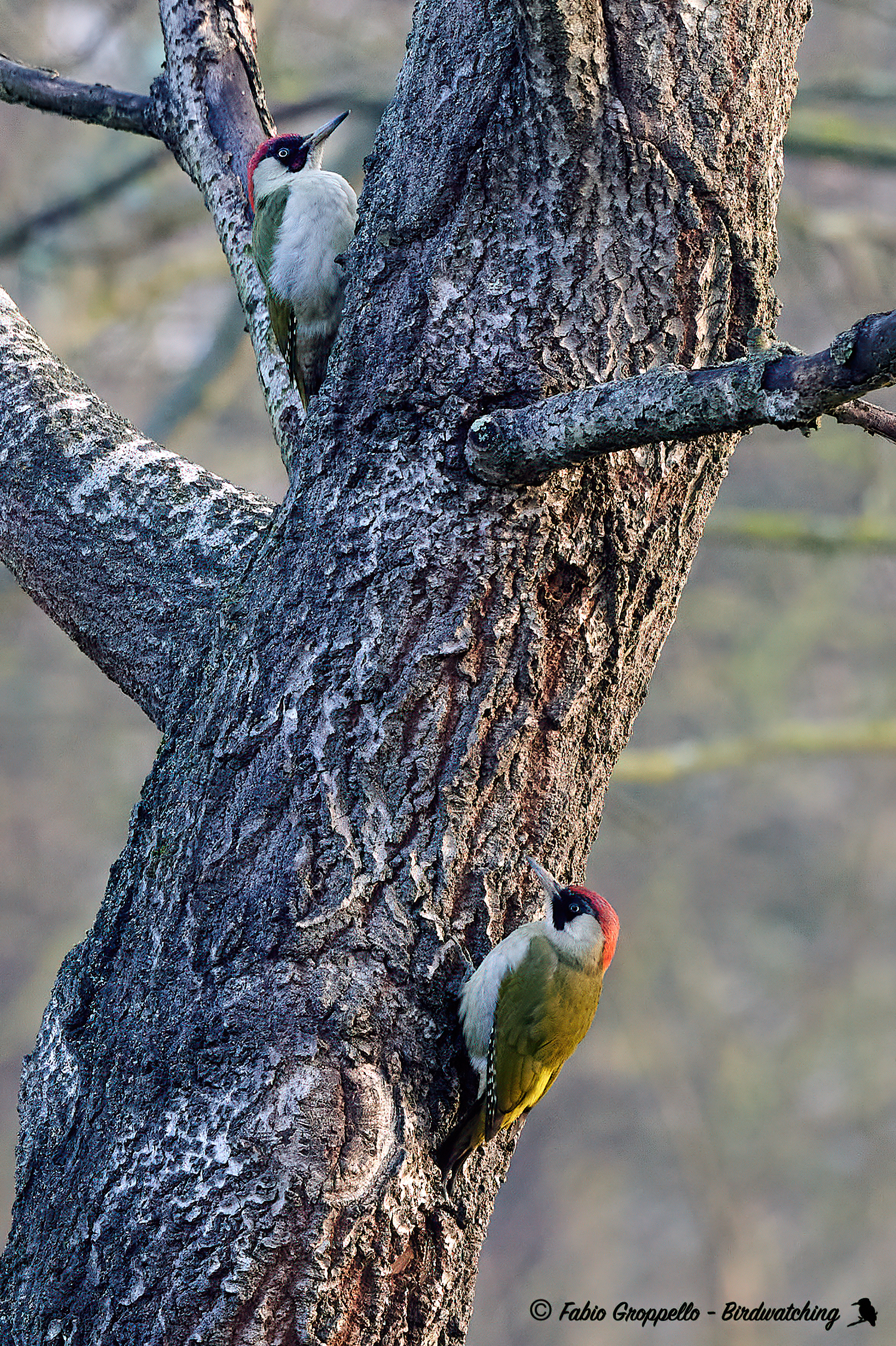 Green Woodpecker (Pair)