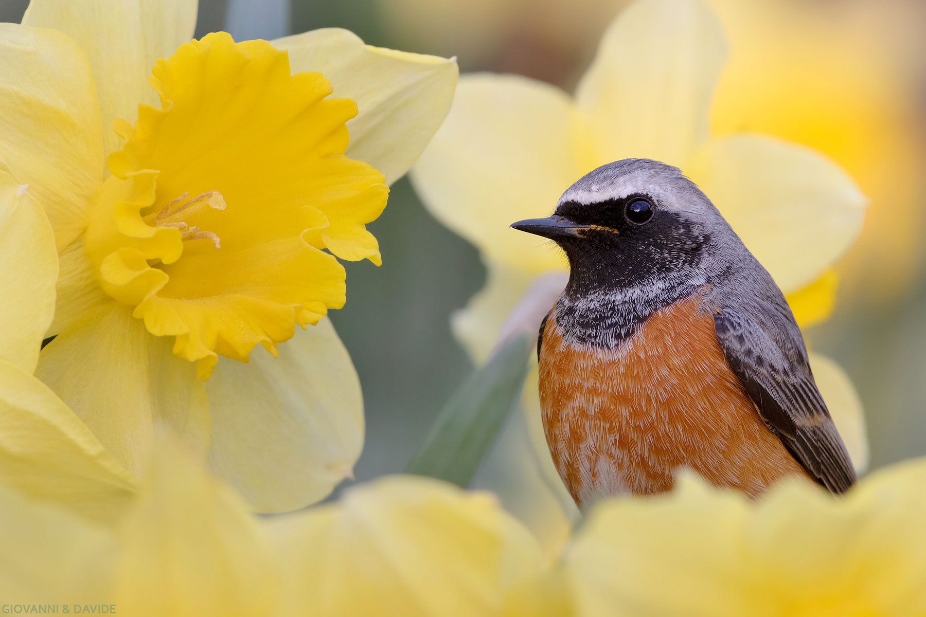 ...Un fiocco tra i narcisi...