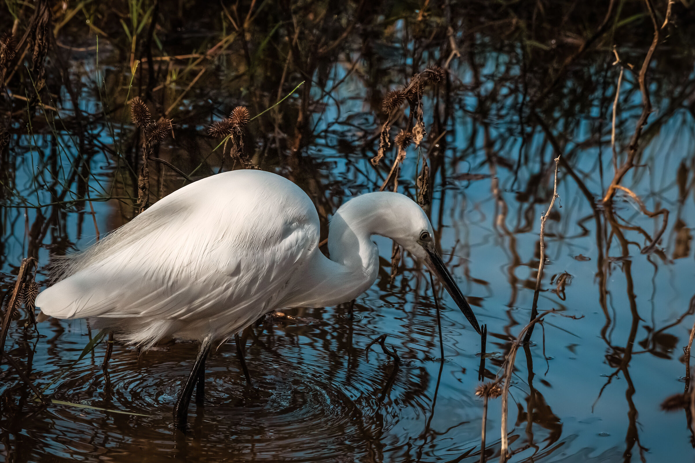 Passeggiata nello stagno