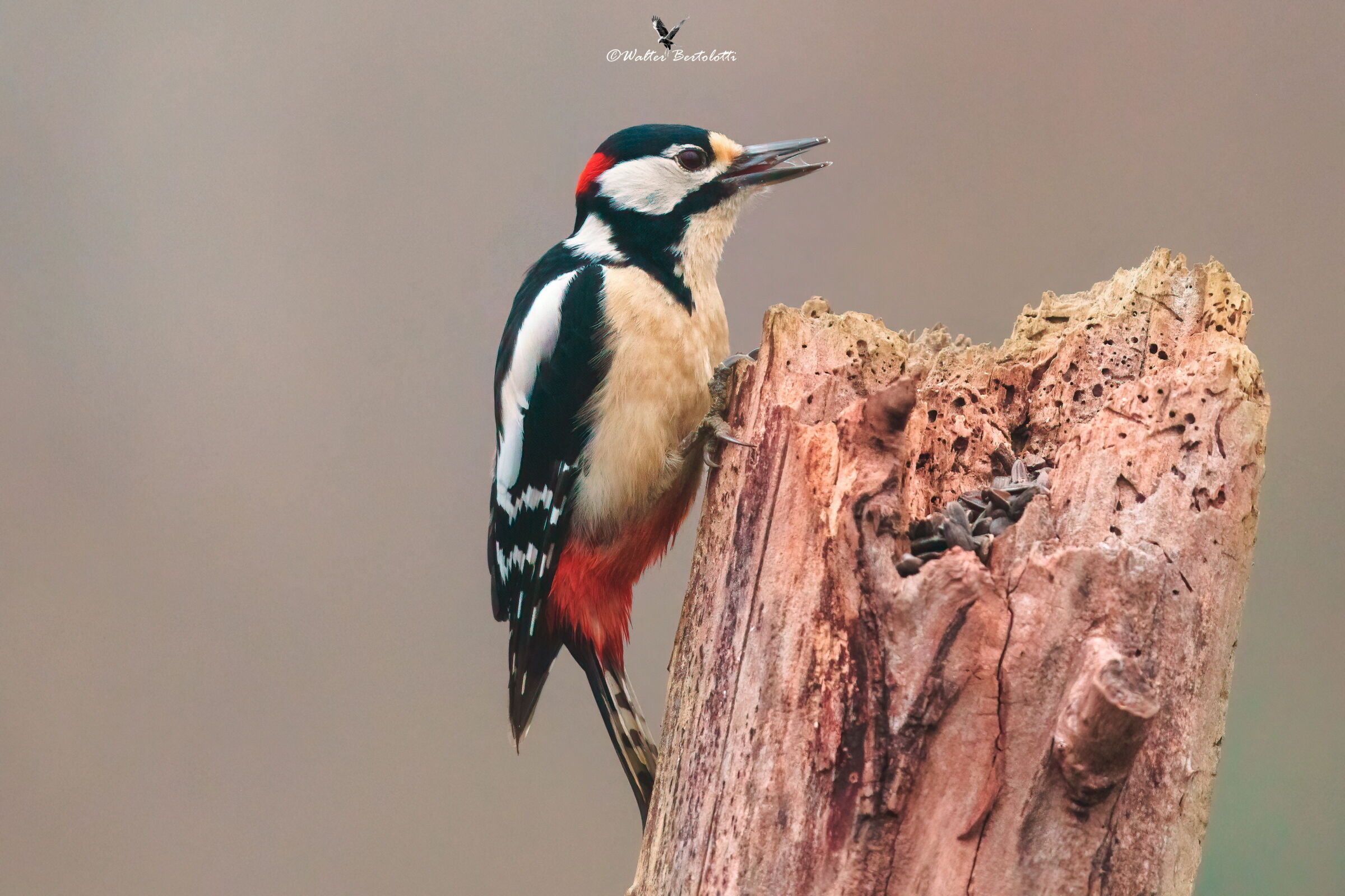 red woodpecker