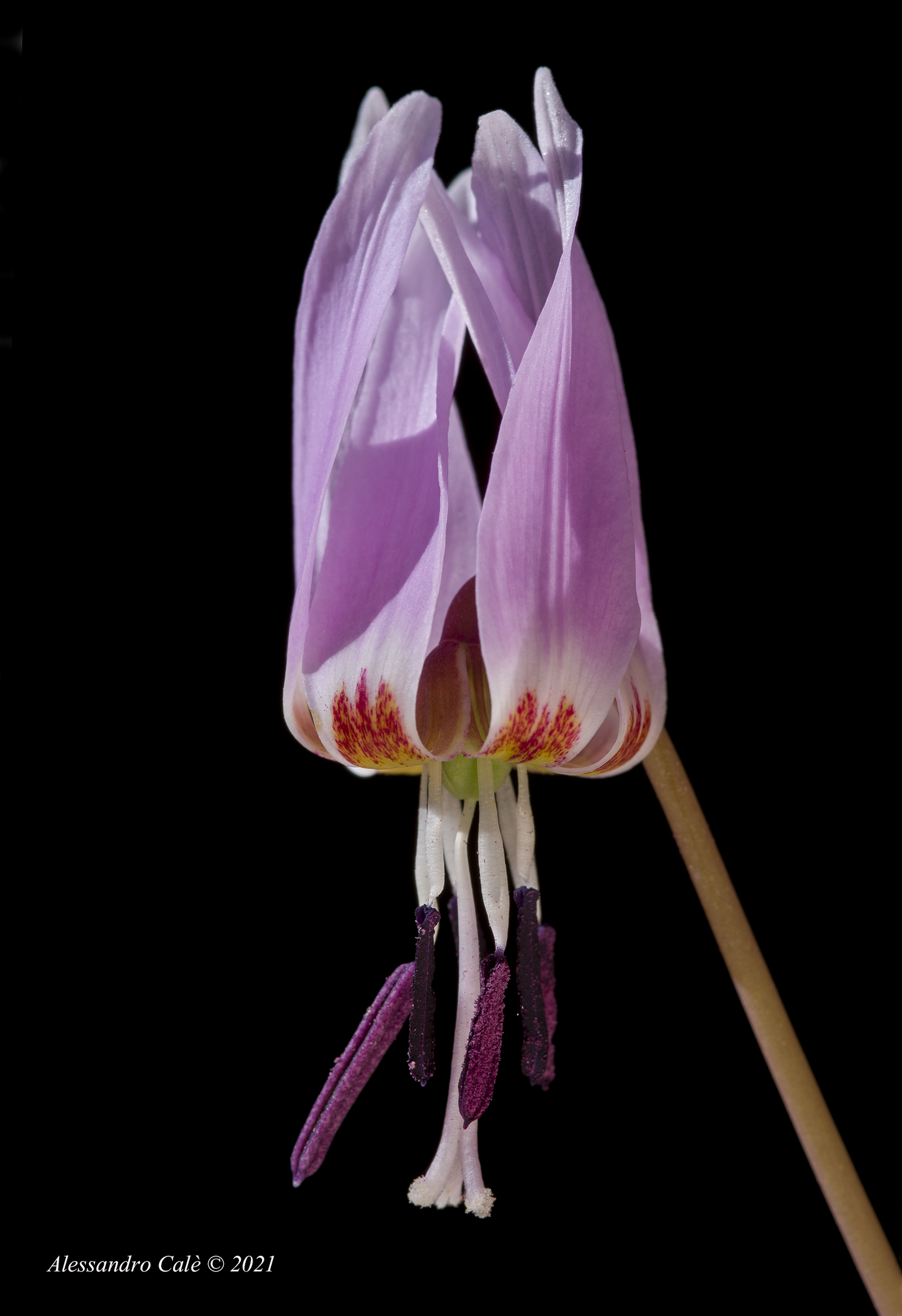 Erythronium dens canis ( Dente di cane) 8696