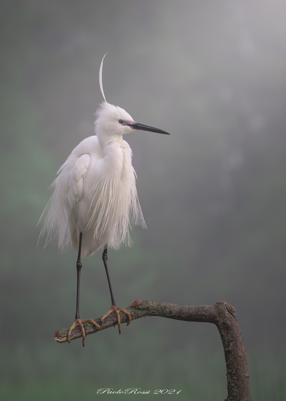 Egretta Garzetta..