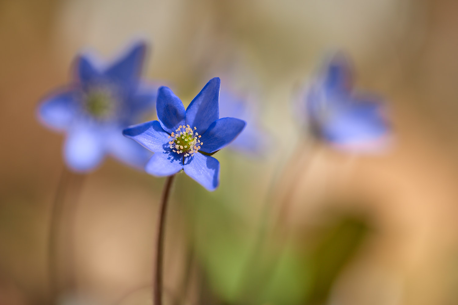 Hepatica