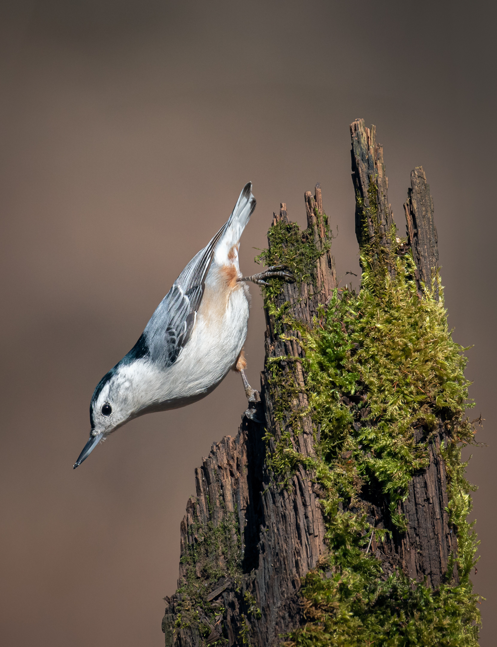 Nuthatch.