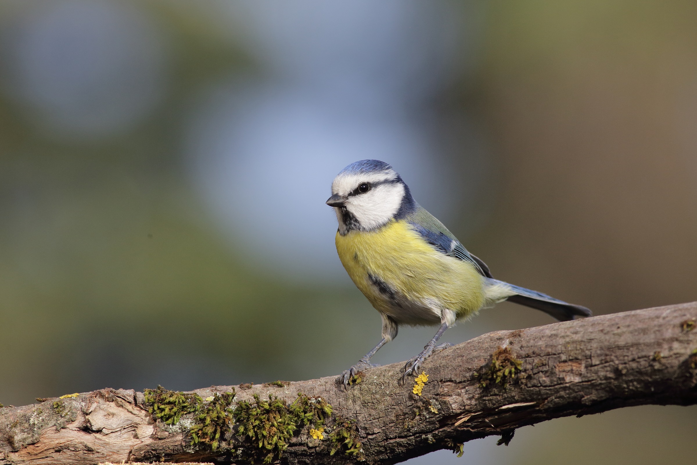 parus caeruleus   cinciarella