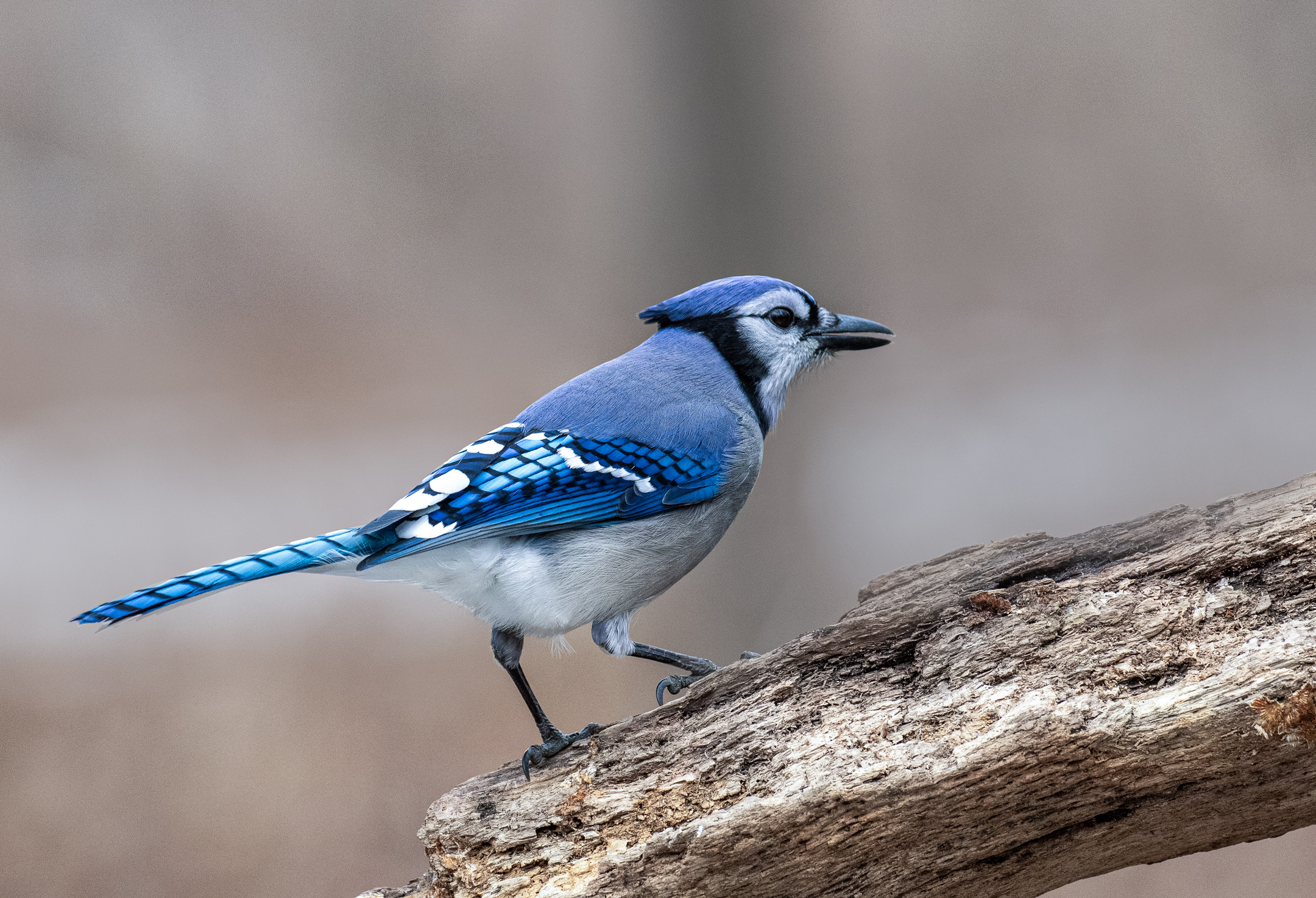 Bluejay.