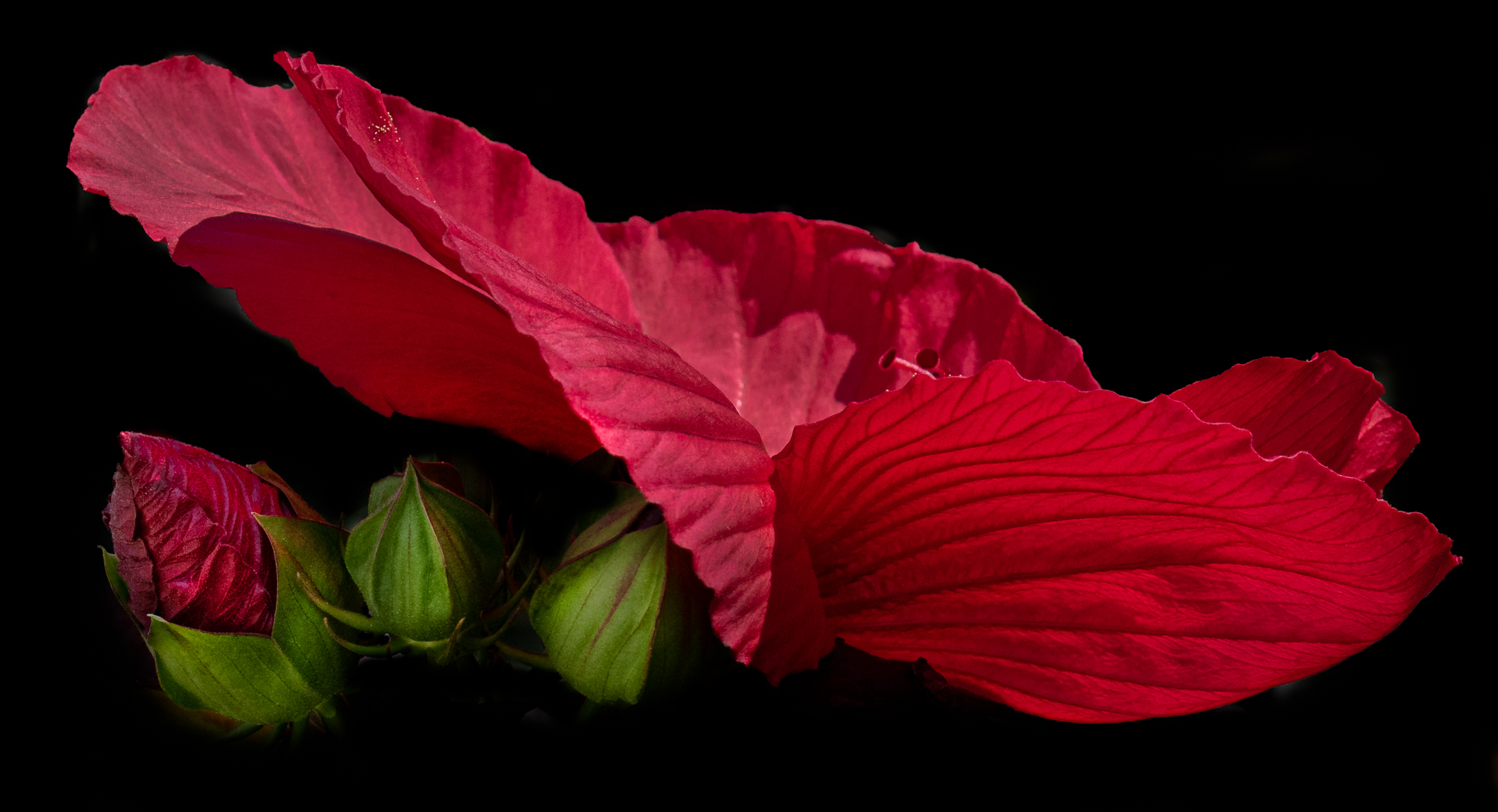 Ibisco rosso