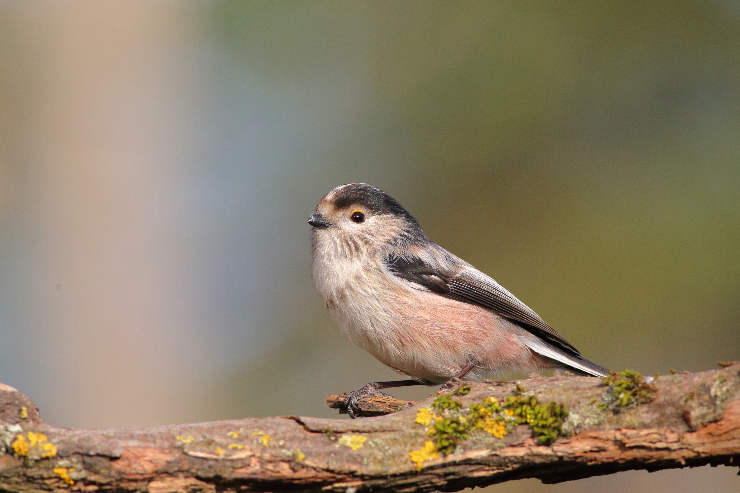Aegithalos caudatus o codibugnolo