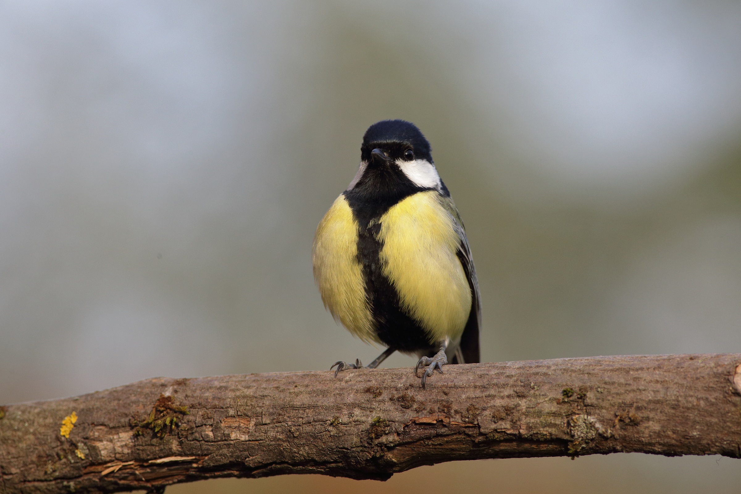 Parus maior o cinciallegra