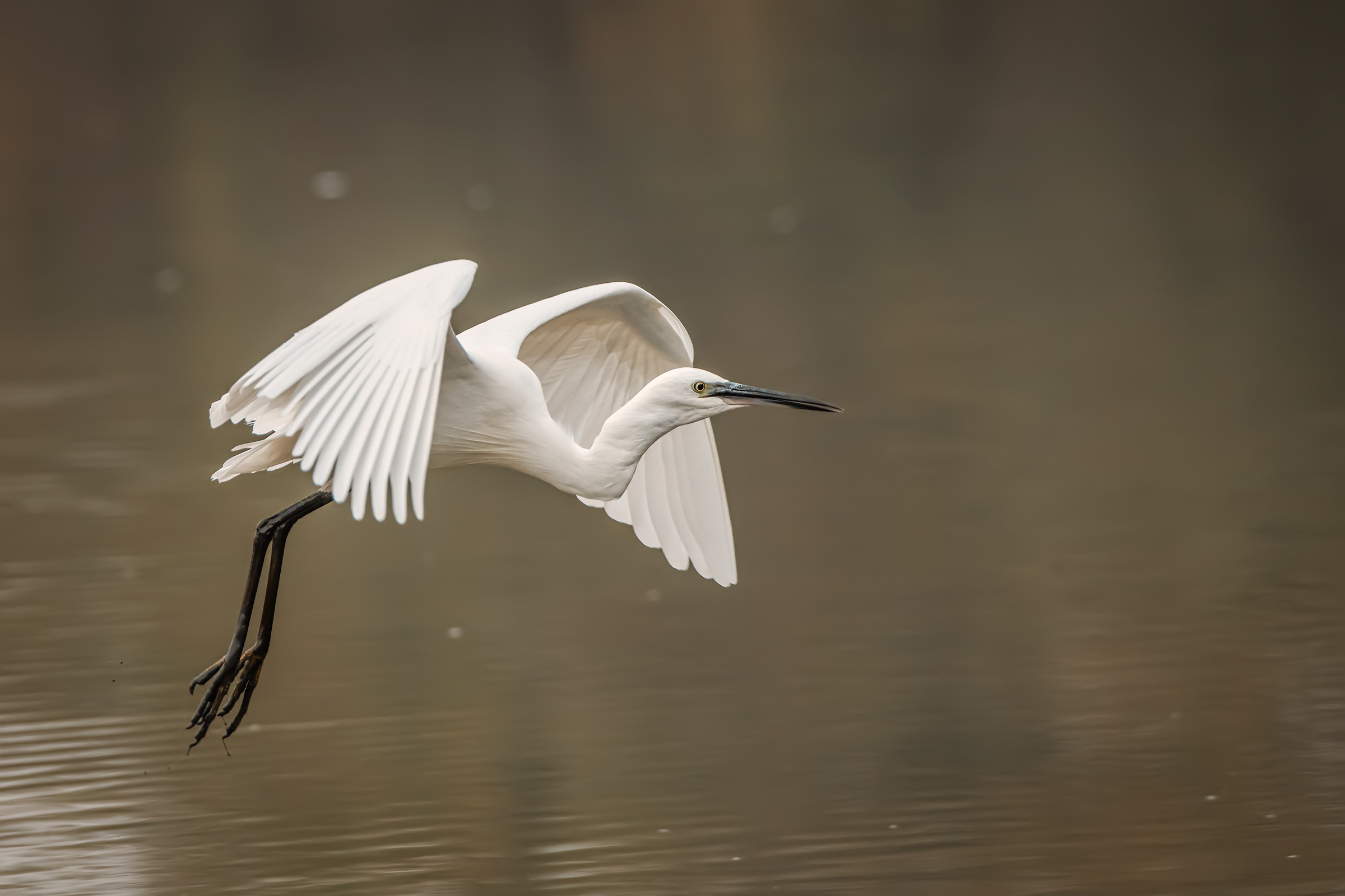 The egret