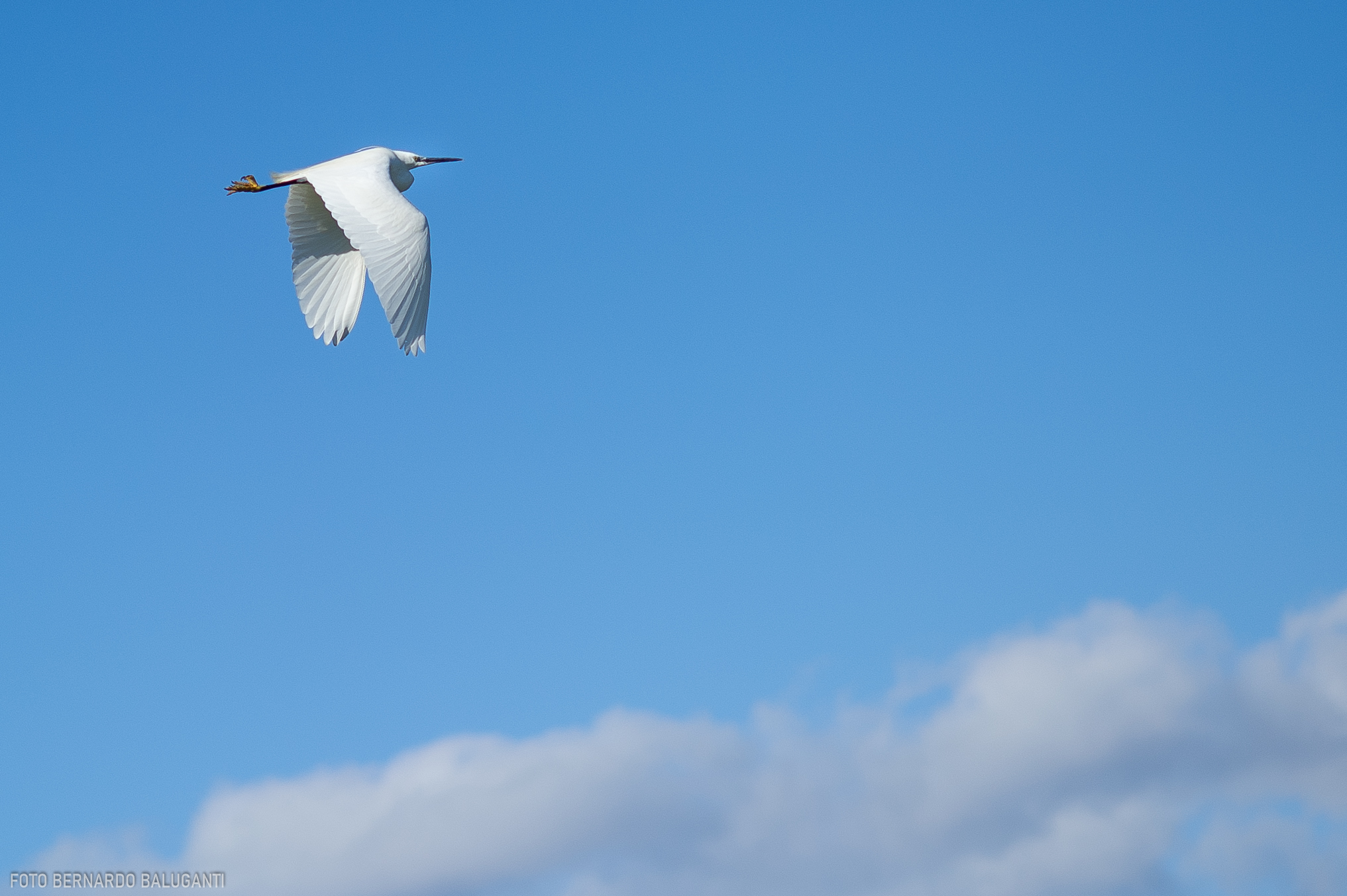 Mon Amour's egrets