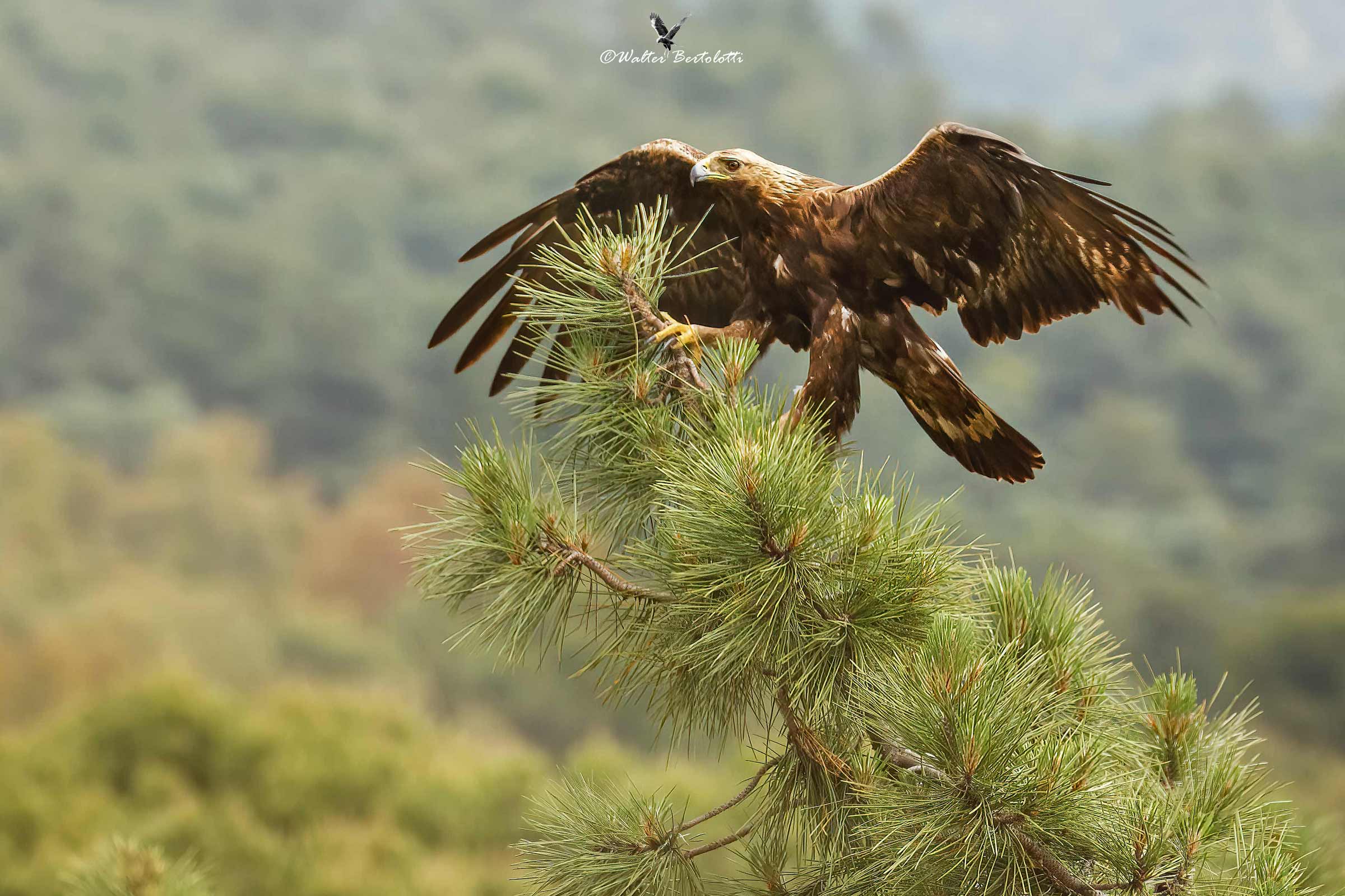 la regina è arrivata