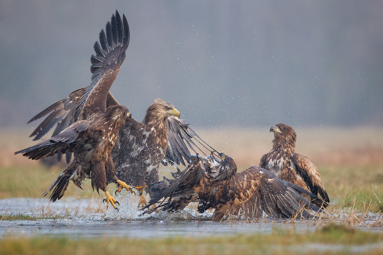 Aquila dalla coda bianca