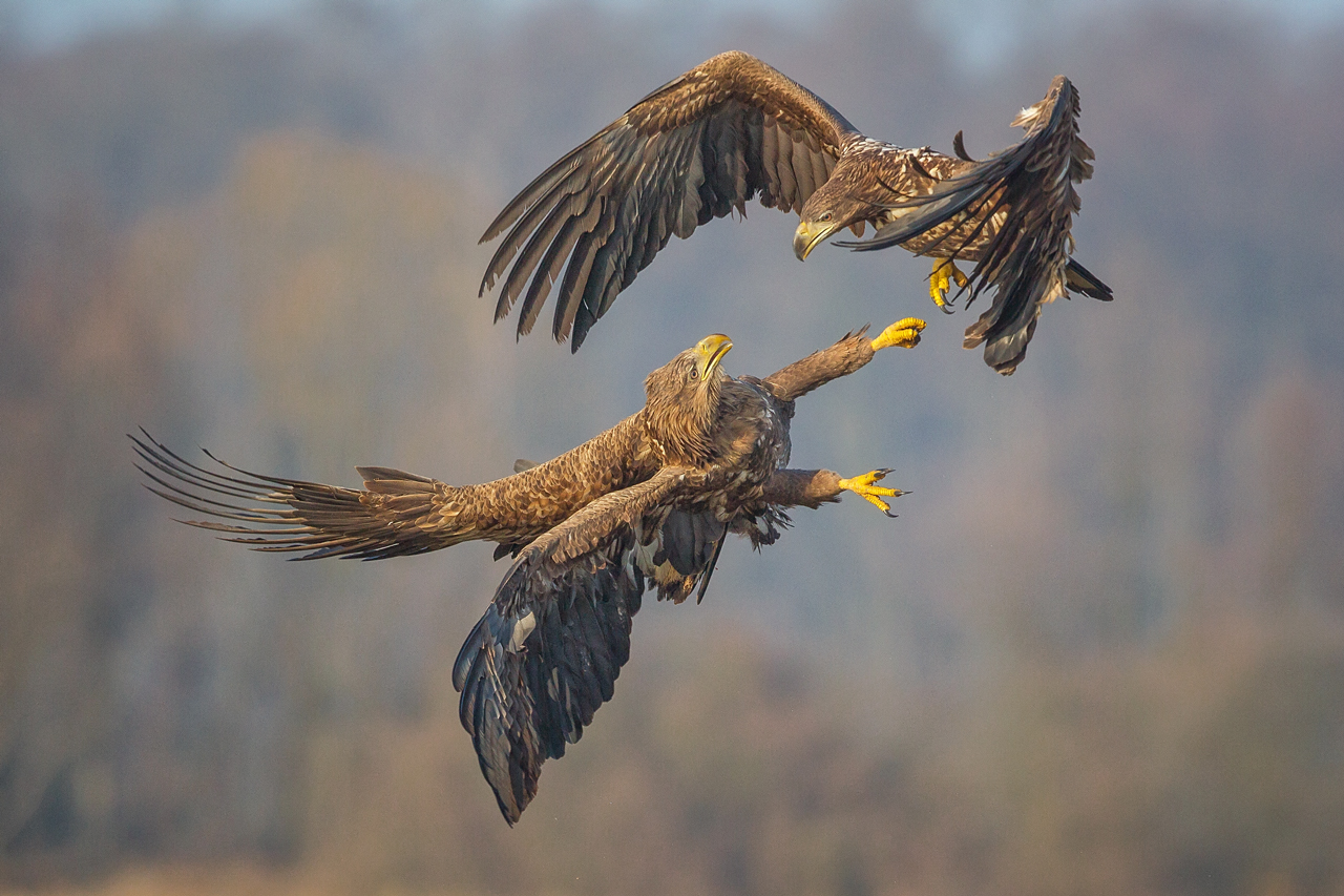 Aquila dalla coda bianca