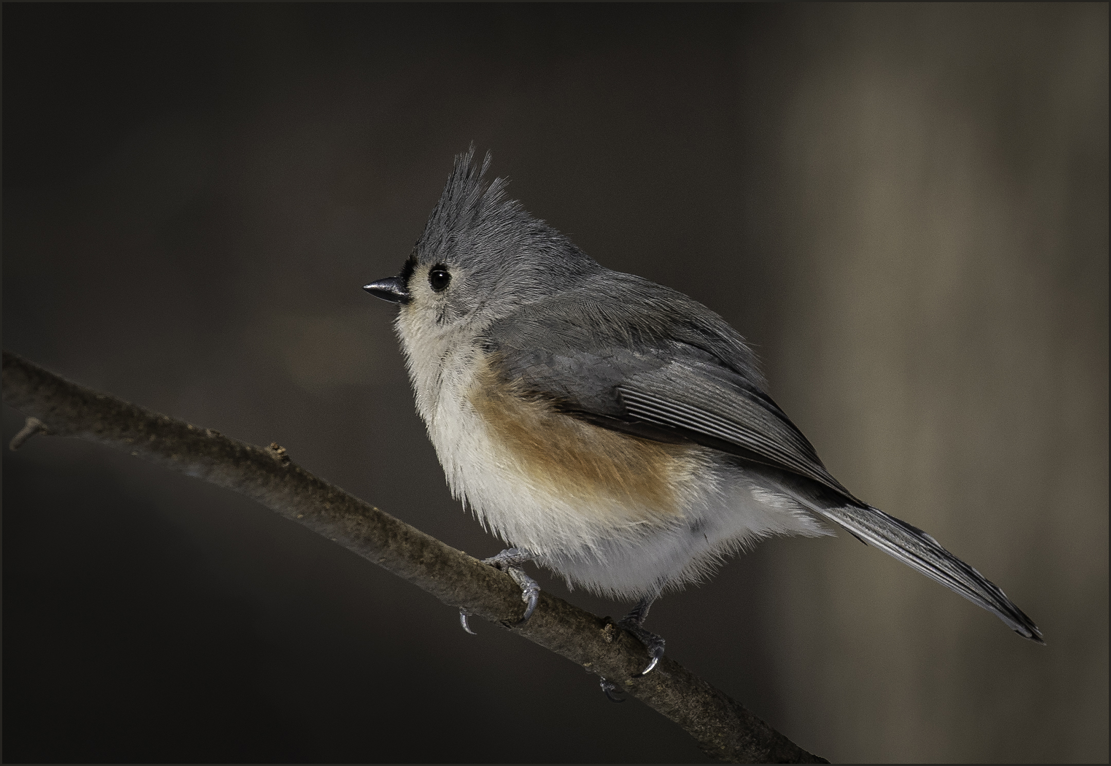 Tufted Titmouse