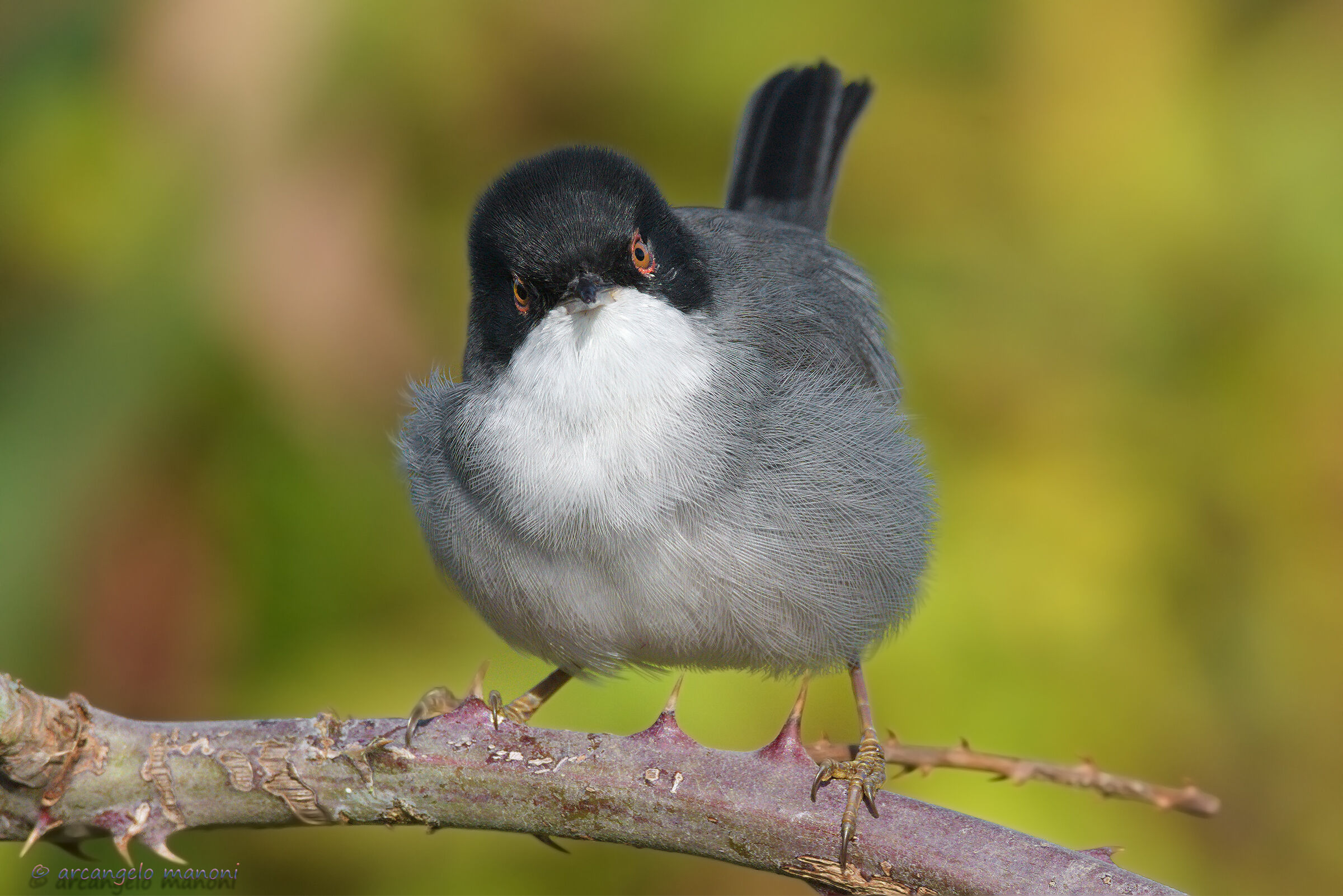 Occhiocotto: the friend of thorns