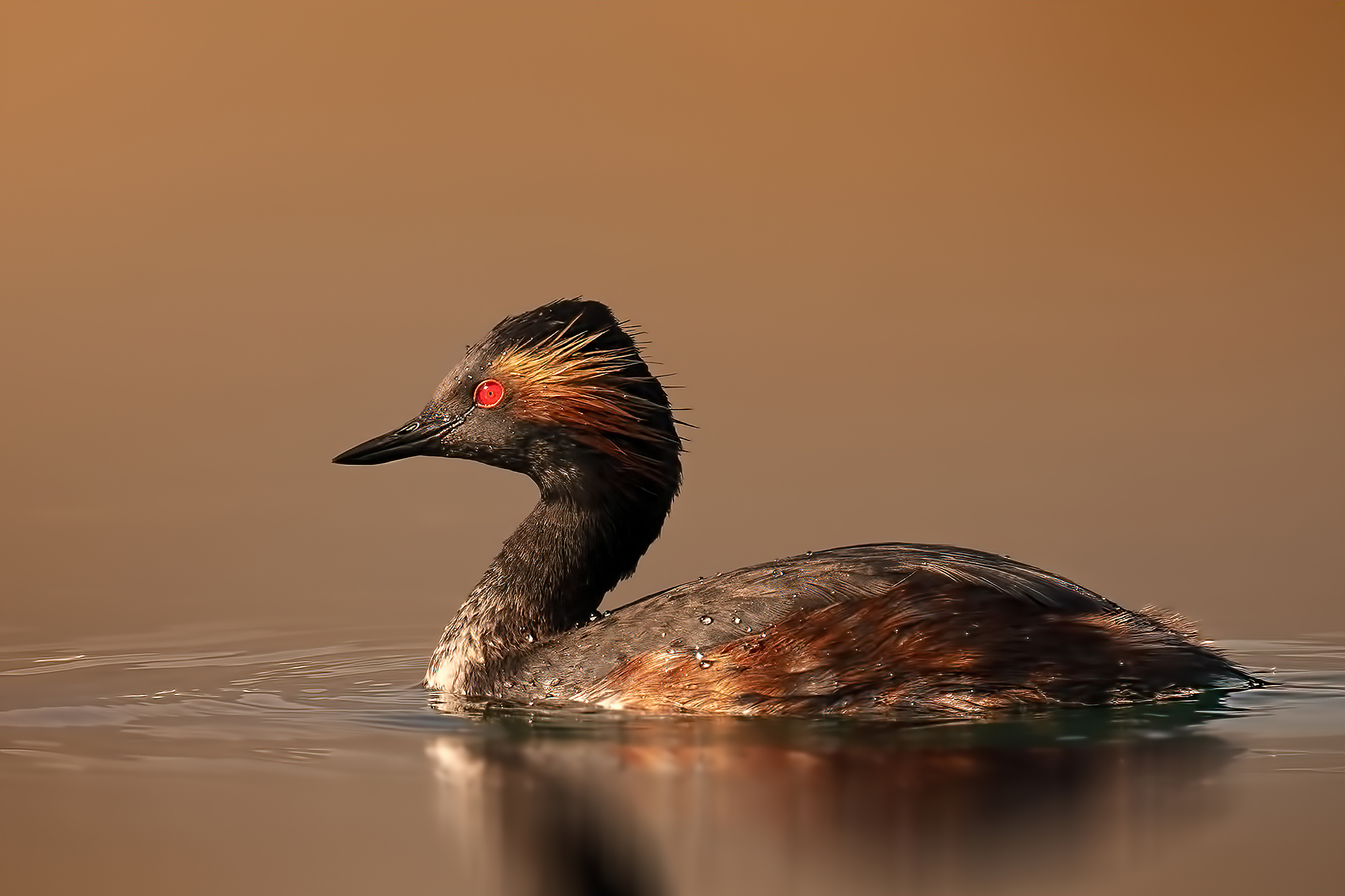 Svasso piccolo (Podiceps nigricollis)