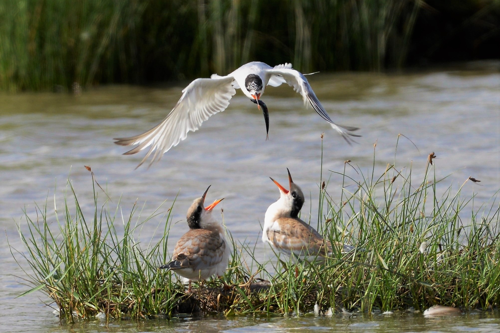 Sterna hirundo